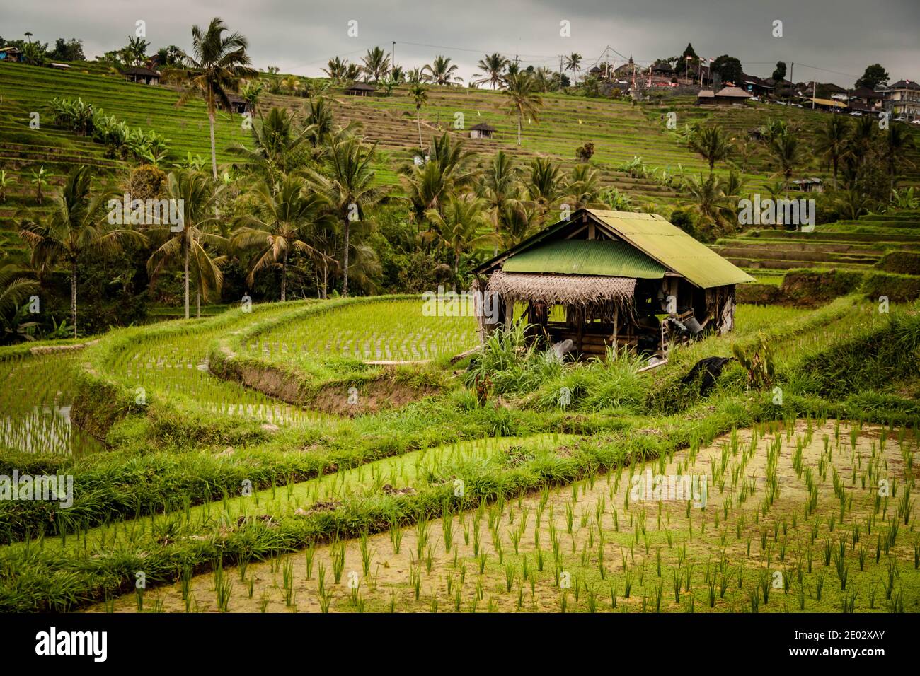 A shelter at Jatiluwih Rice Terrace in Bali Stock Photo
