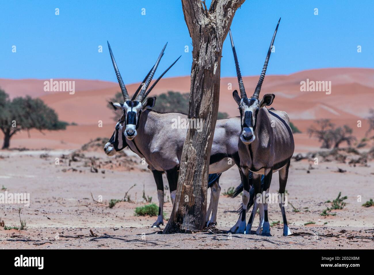 South African Oryx in Sossusvlei, Oryx gazella, Namib Naukluft Park, Namibia Stock Photo