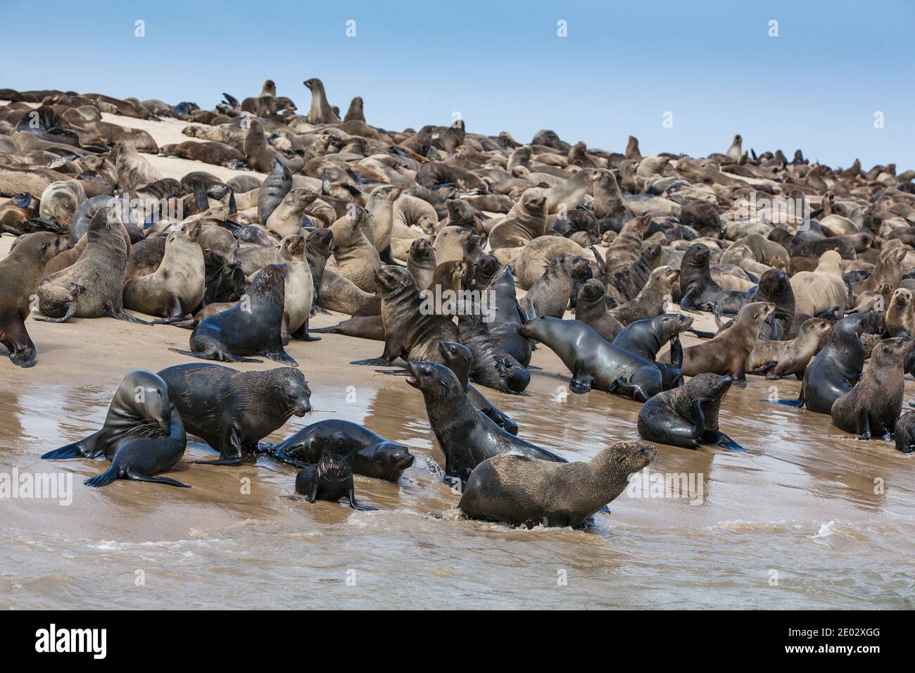 Cape Fur Seals, Arctocephalus pusillus, Walvis Bay, Namibia Stock Photo