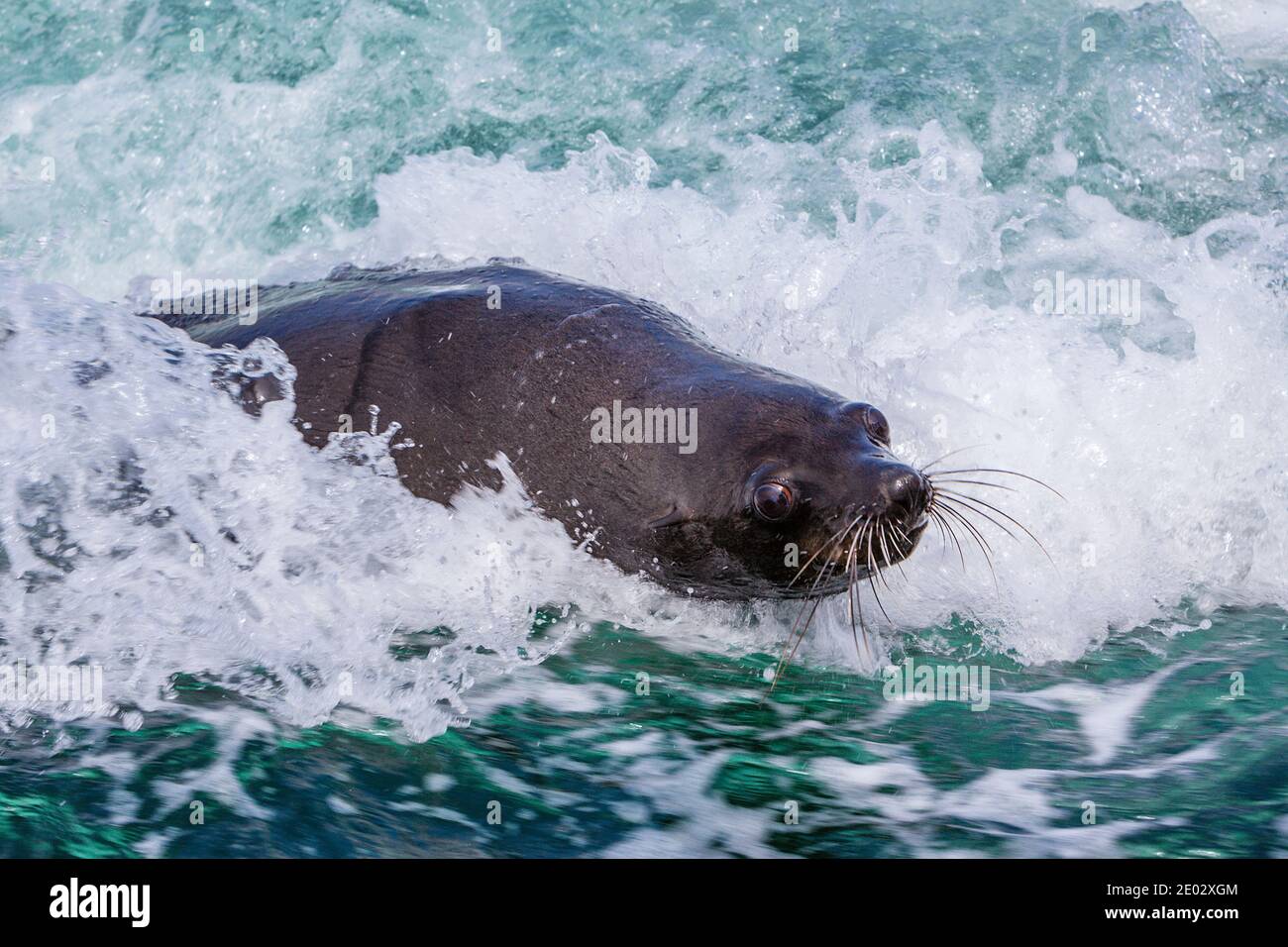 Cape Fur Seal, Arctocephalus pusillus, Walvis Bay, Namibia Stock Photo