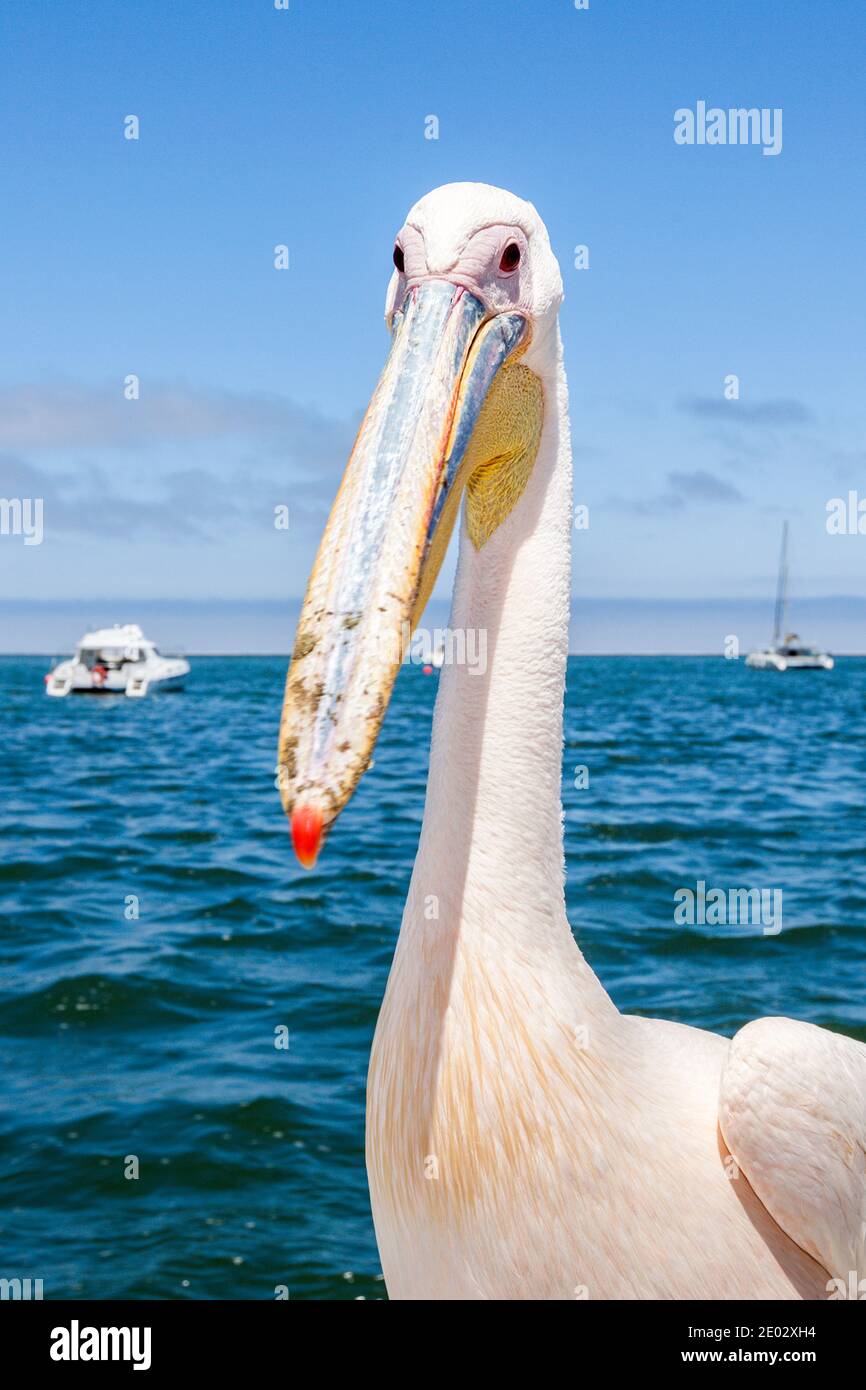 Great White Pelican, Pelecanus onocrotalus, Walvis Bay, Namibia Stock Photo