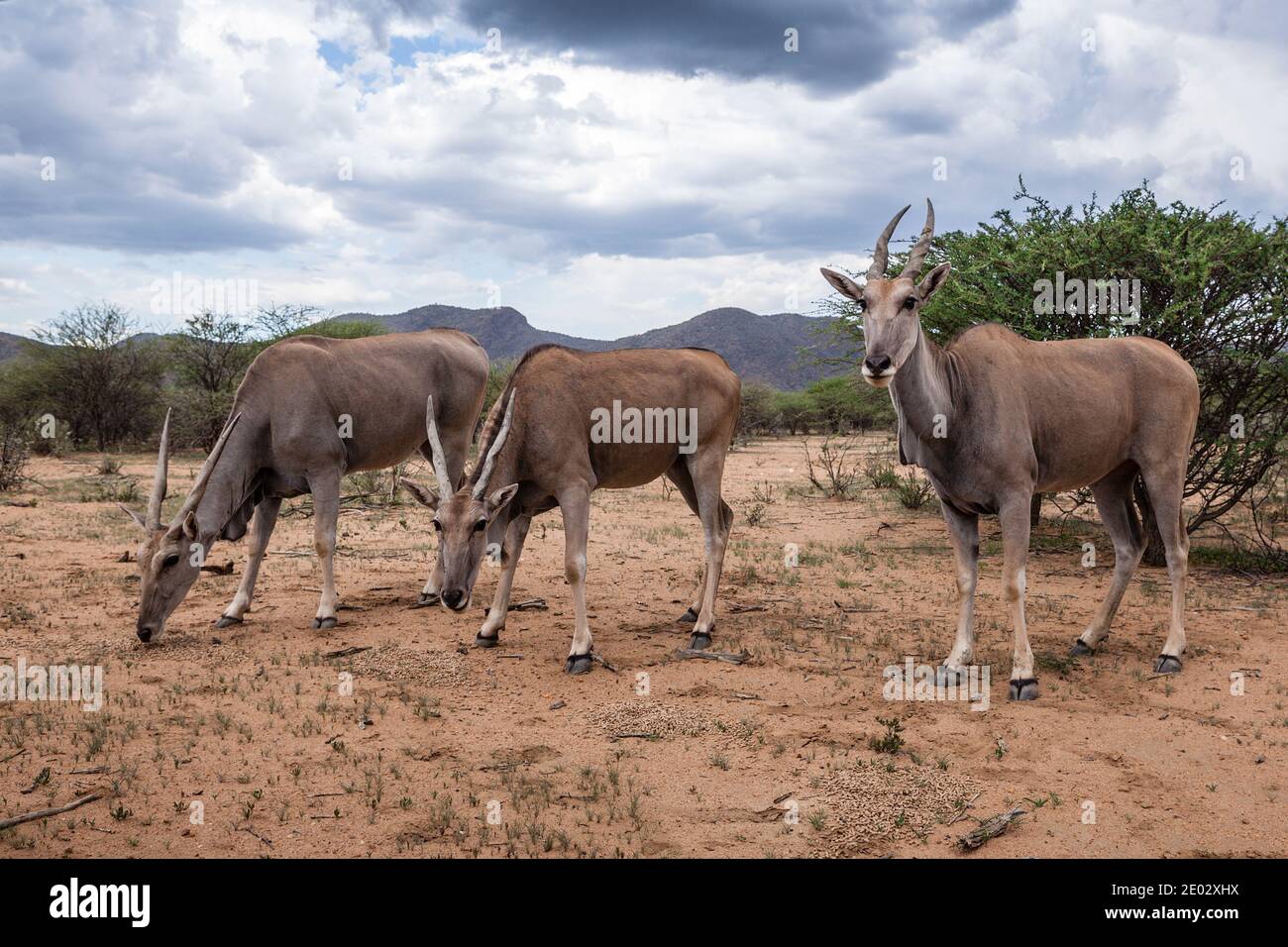 Eland Antelope, Taurotragus oryx, Namibia Stock Photo