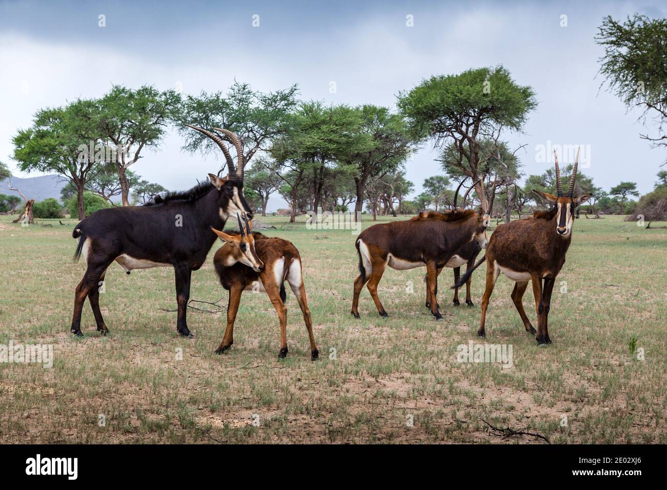 Sable Antilopes, Hippotragus niger, Namibia Stock Photo
