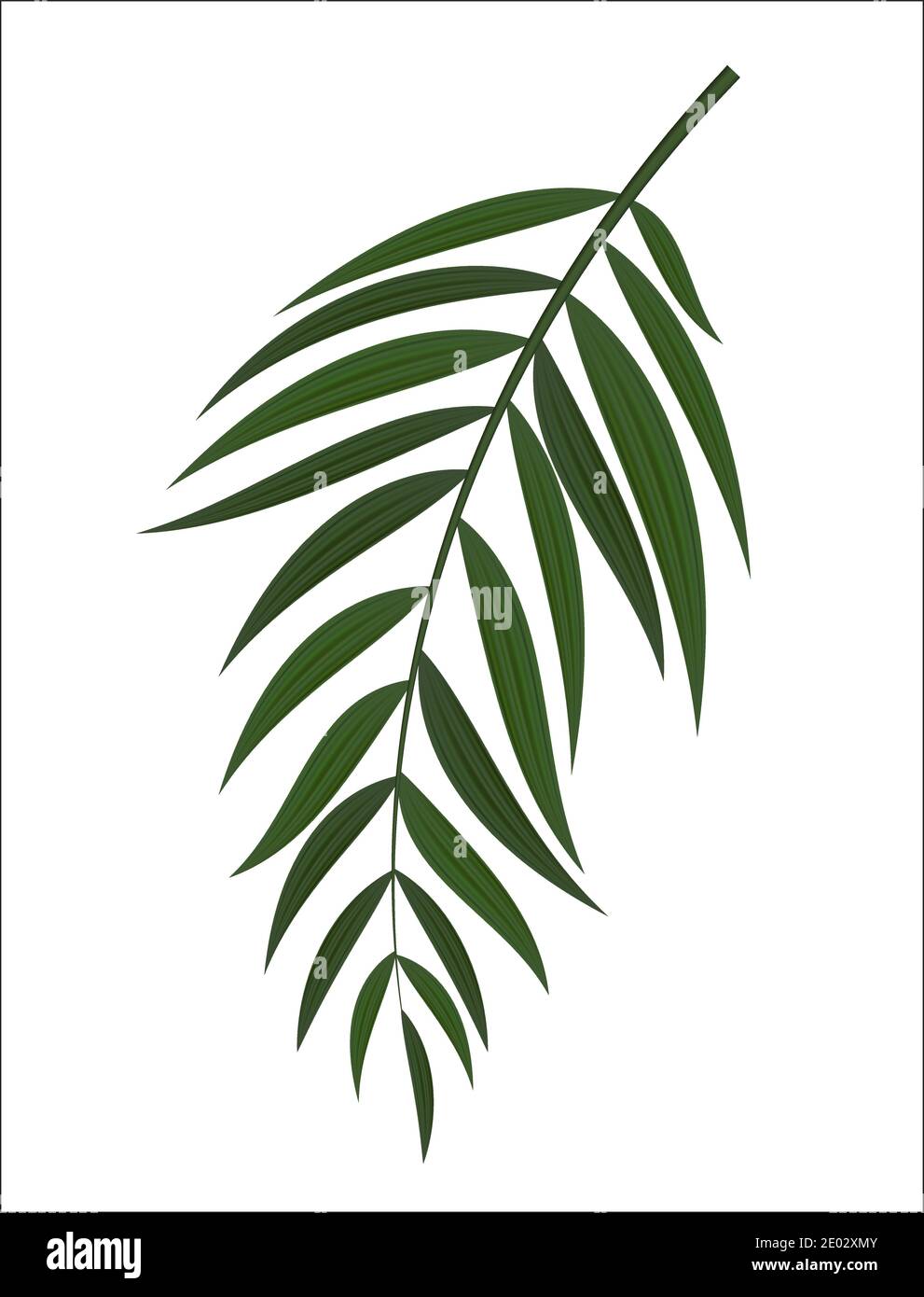 Abstract Realistic Green Palm Leaf. Design Element. Vector illustration Stock Vector