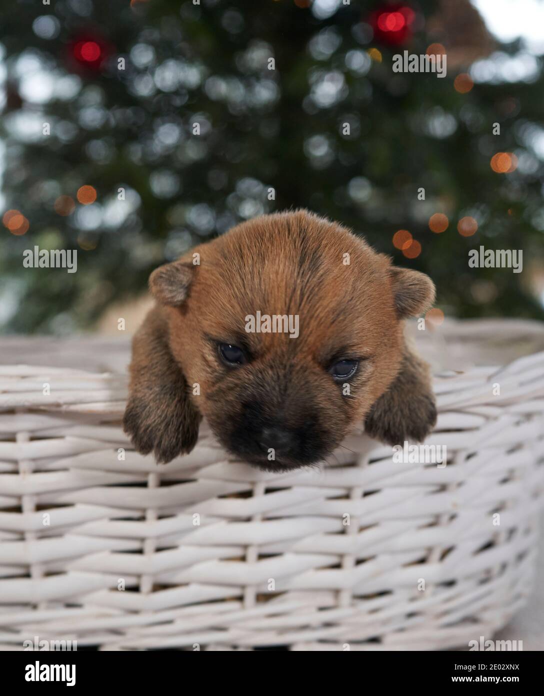 Cute Cairn Terrier puppy in a white basket under a Christmas tree in the family living room. Stock Photo