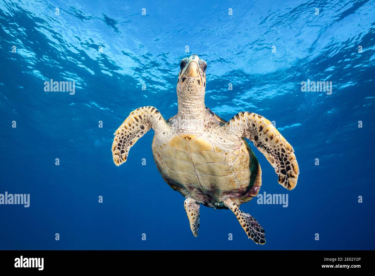 Hawksbill Sea Turtle, Eretmochelys imbricata, South Male Atoll, Indian Ocean, Maldives Stock Photo