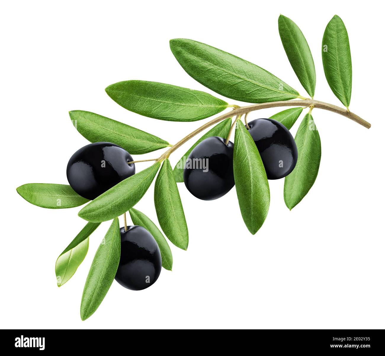Olive tree branch isolated on white background Stock Photo - Alamy
