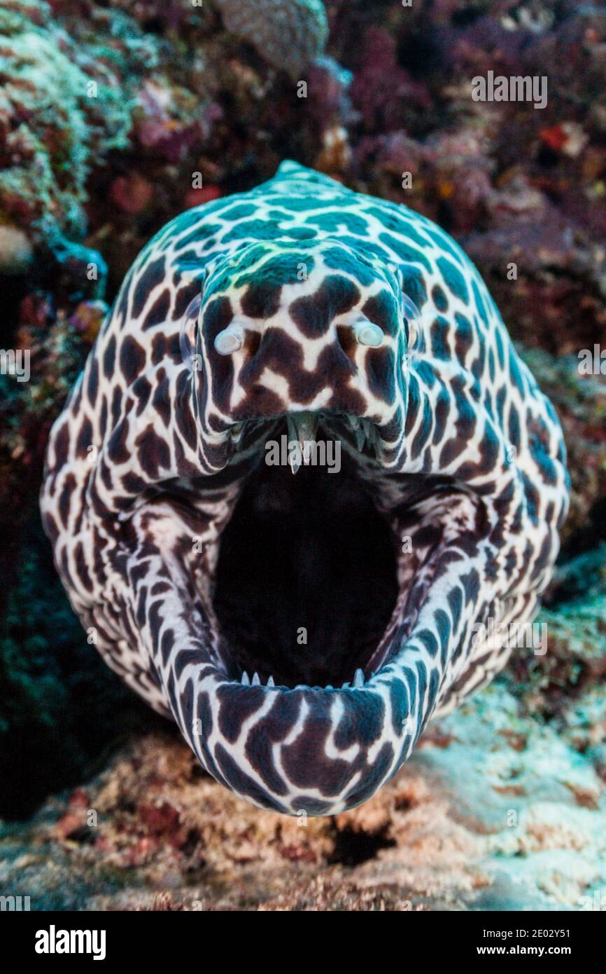 Honeycomb Moray, Gymnothorax favagineus, North Male Atoll, Indian Ocean, Maldives Stock Photo