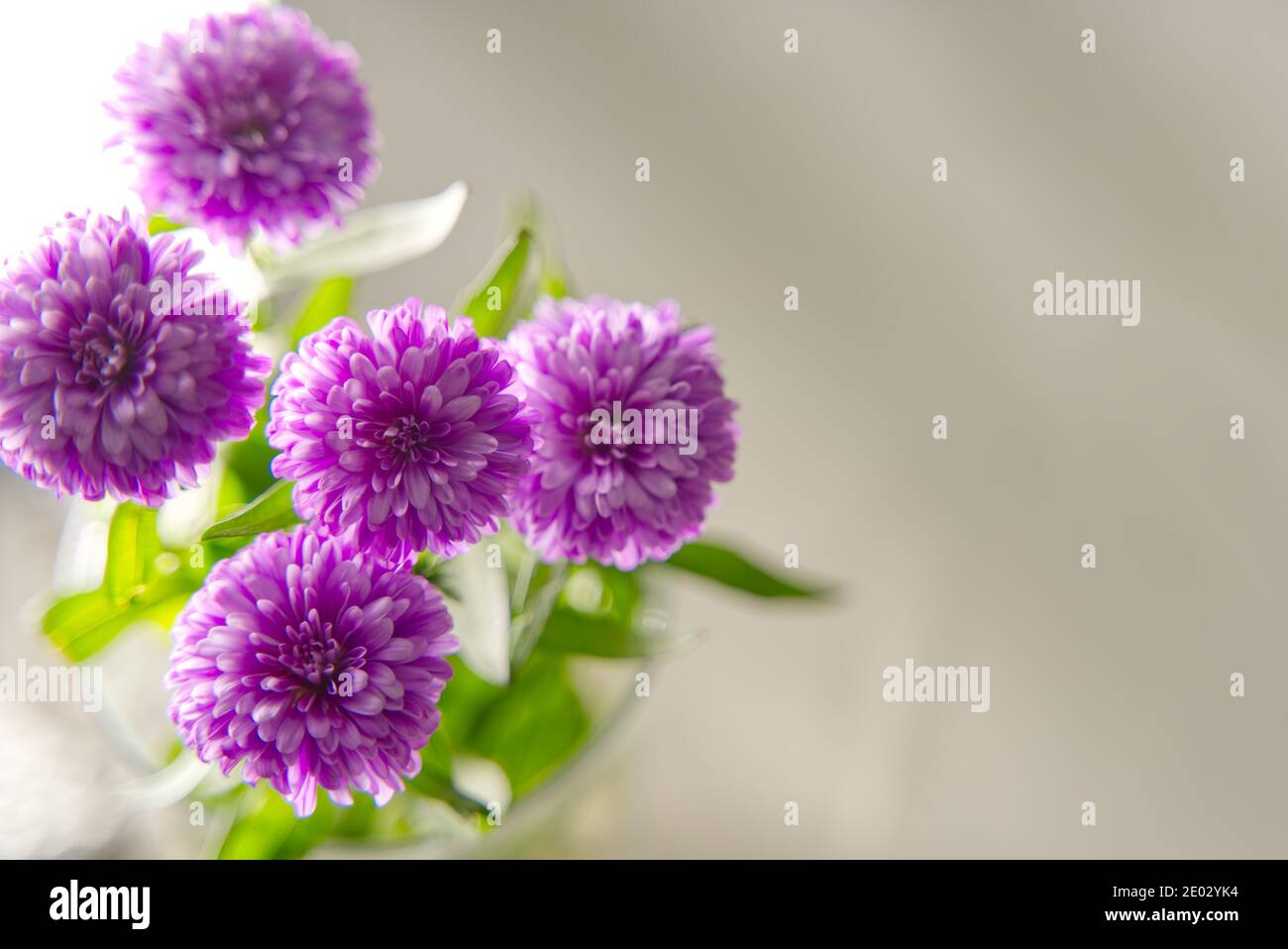 Closeup of beautiful blooming China aster. Flowers plants at home. Sunlight shines on the dahlia through the window Stock Photo