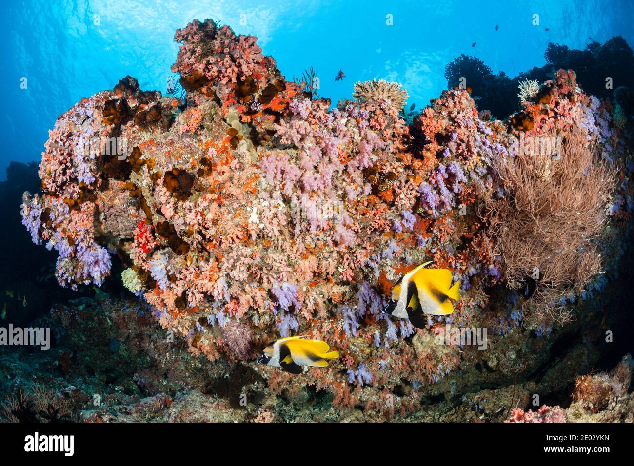 Colored Coral Reef, Ari Atoll, Indian Ocean, Maldives Stock Photo