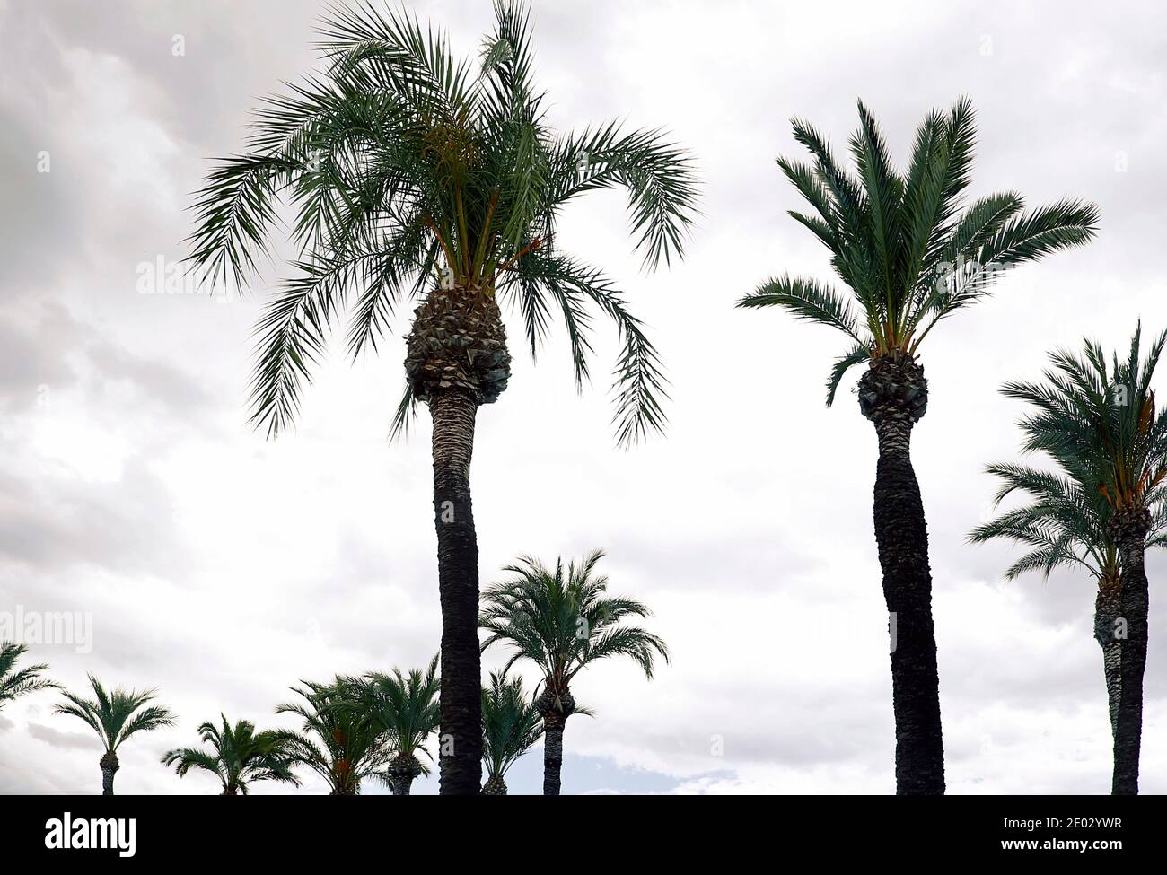 Vintage postcard palm trees hi-res stock photography and images - Alamy