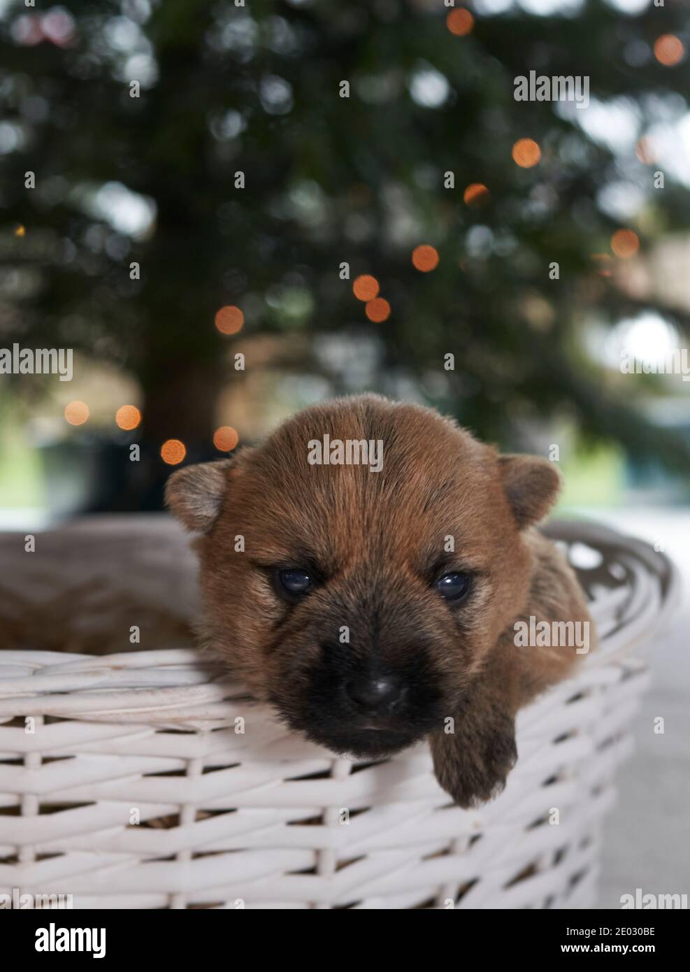 Cute Cairn Terrier puppy in a basket below a Christmas tree in the family living room. Stock Photo