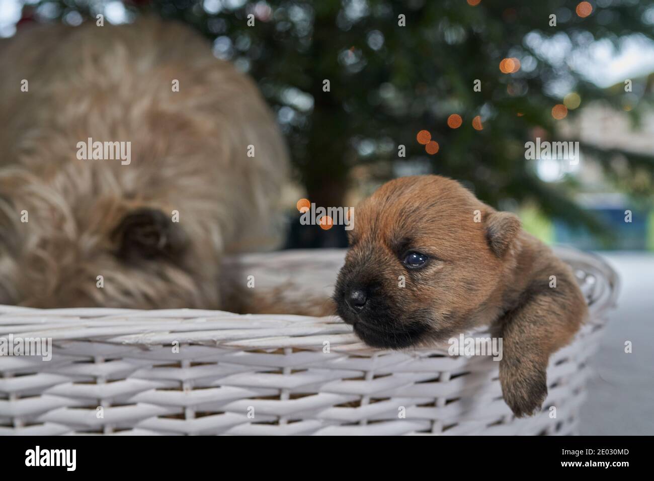 Cairn Terrier puppy (12 days) with mother in a living room at Christmas. Stock Photo