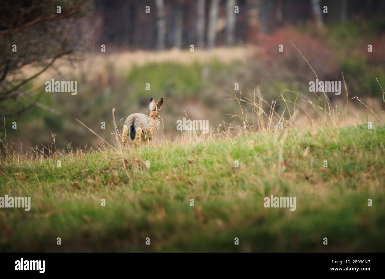 European hare (Lepus europaeus) in sprint on grass Stock Photo