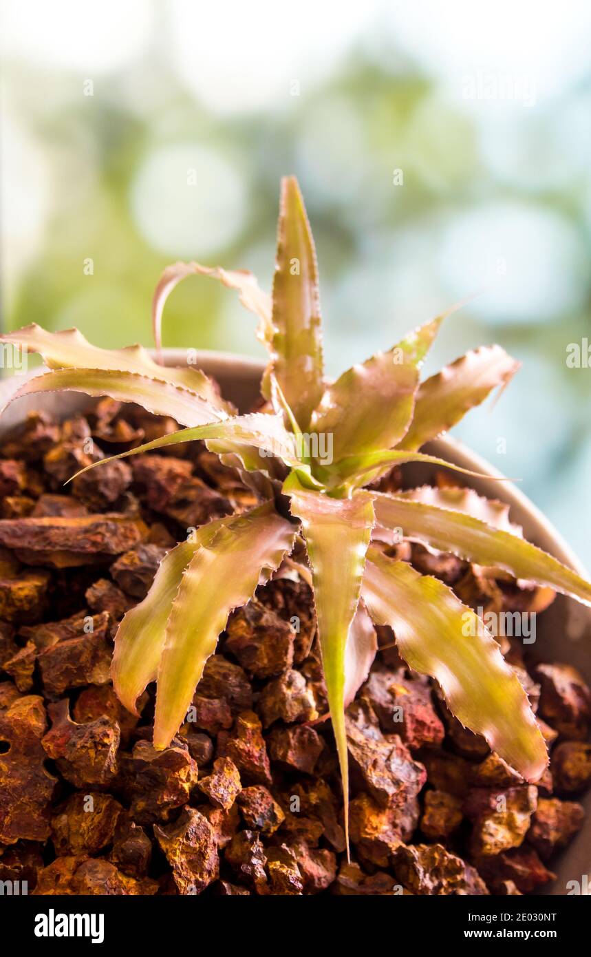 Orthophytum bromeliad growing in the small ceramic pot, houseplant for room decoration Stock Photo