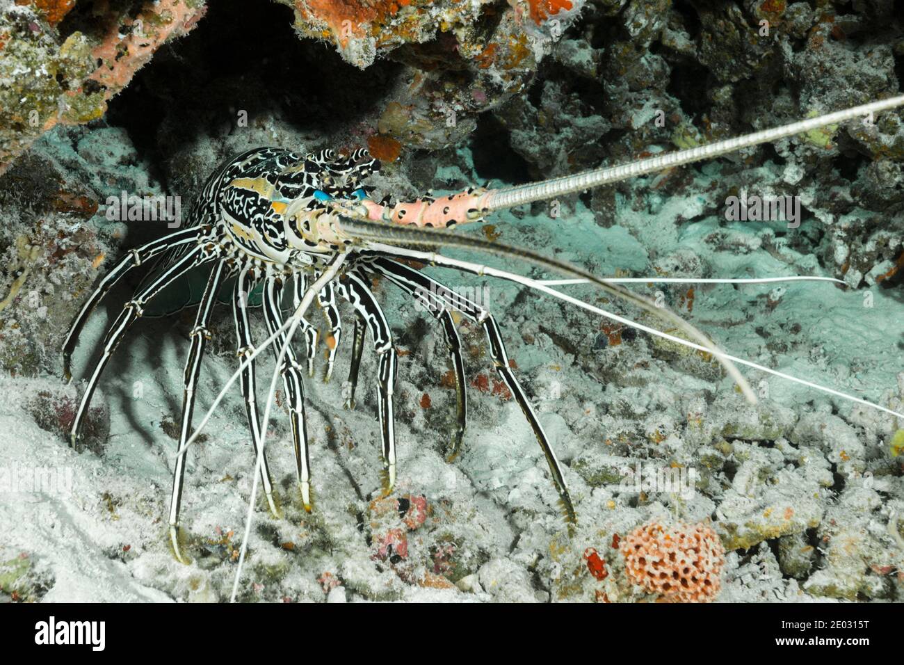 Indian ocean lobsters hires stock photography and images Alamy