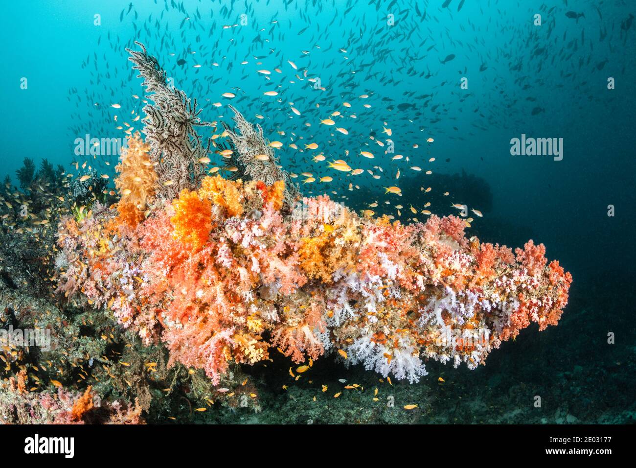 Colored Coral Reef, Felidhu Atoll, Indian Ocean, Maldives Stock Photo
