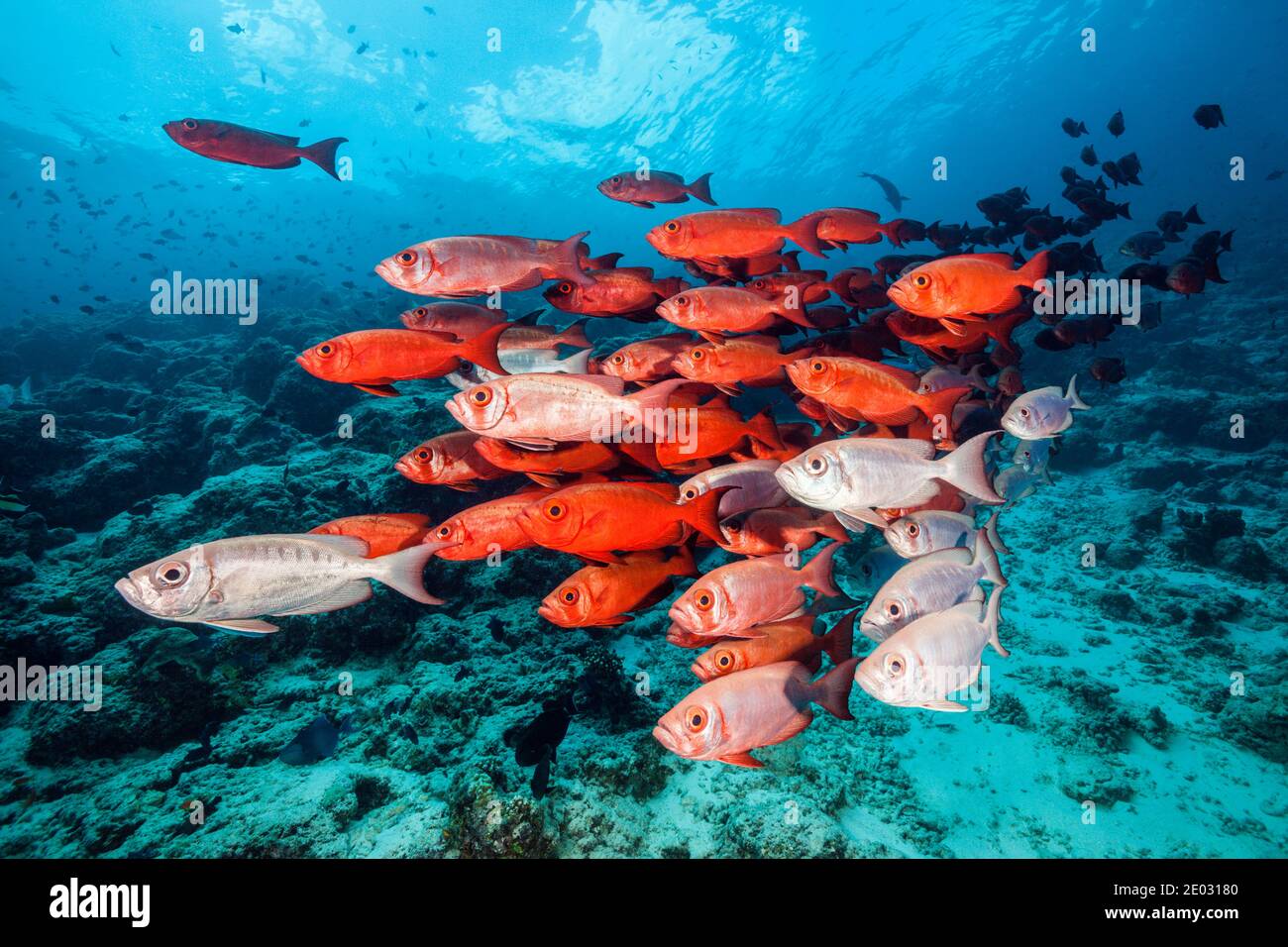 Shoal of Crescent-tail Bigeye, Priacanthus hamrur, North Male Atoll, Indian Ocean, Maldives Stock Photo