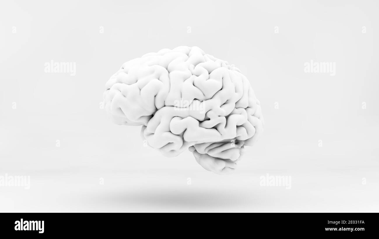 Minimal white brain 3d rendering Stock Photo