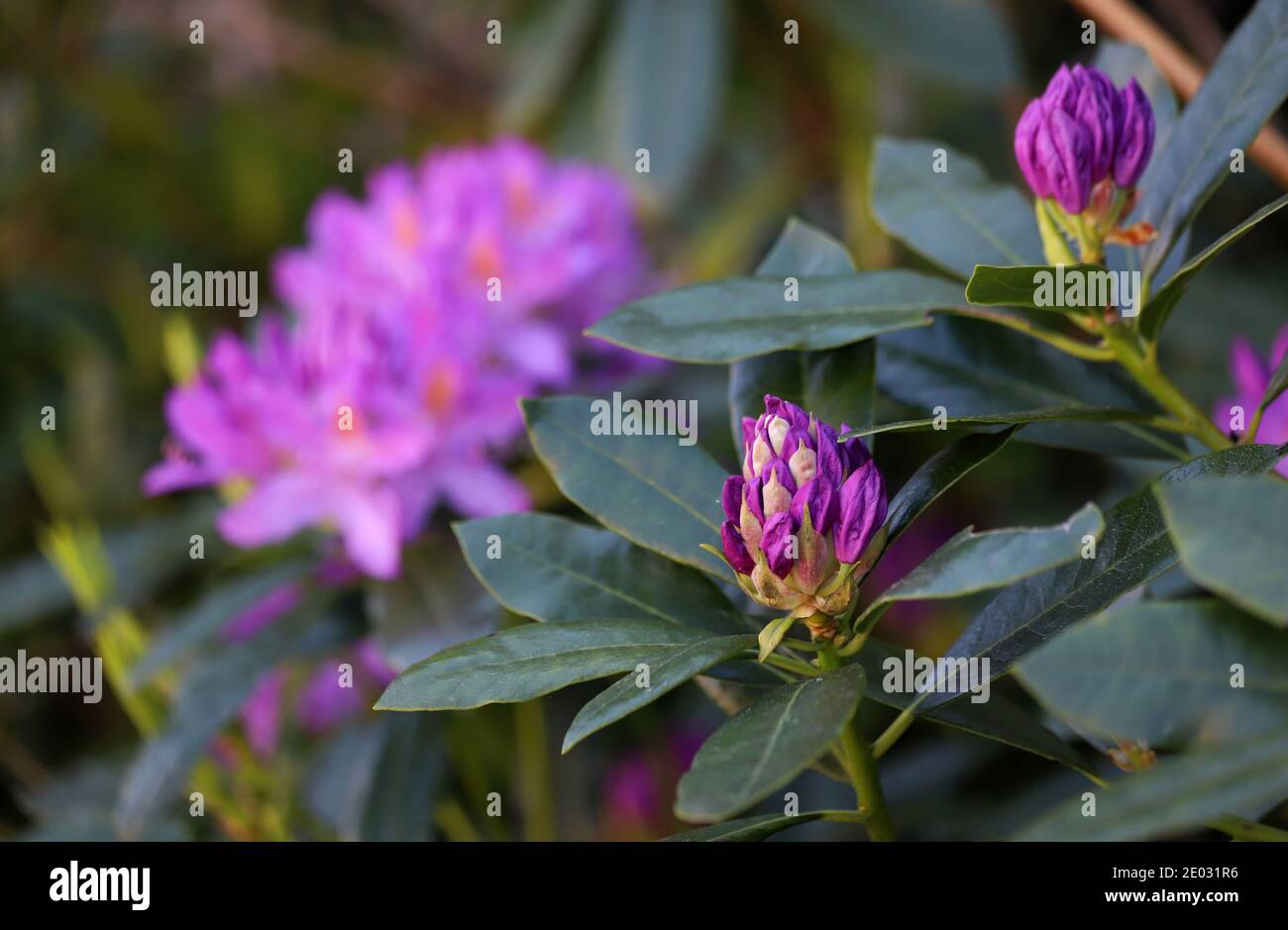 Rhododendron flowers fill the background with pink colour while in the foreground buds begin to unfurl and bloom. Stock Photo