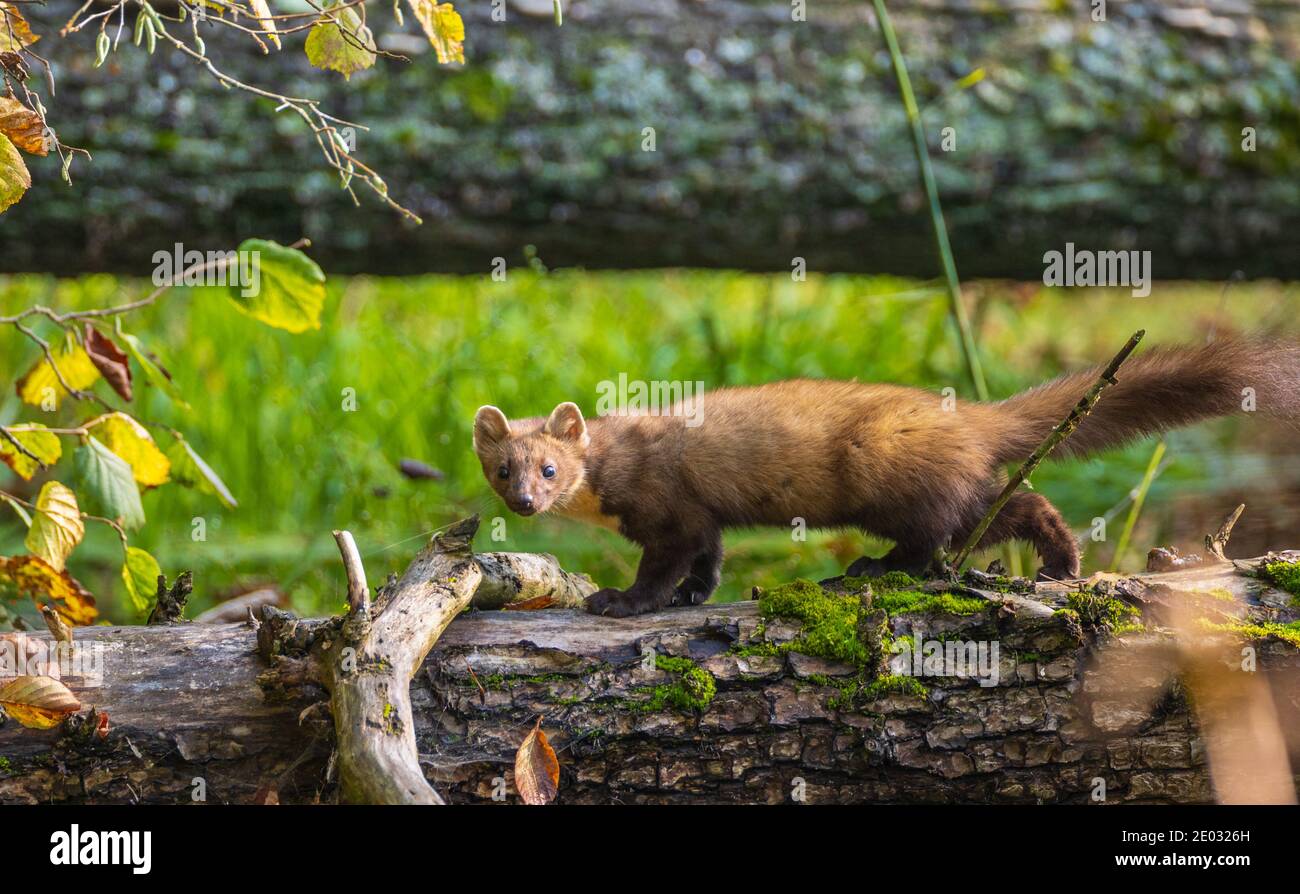 Pine Marten (Martes martes) looking at camera, Bialowieza Forest, Poland,  Europe Stock Photo - Alamy