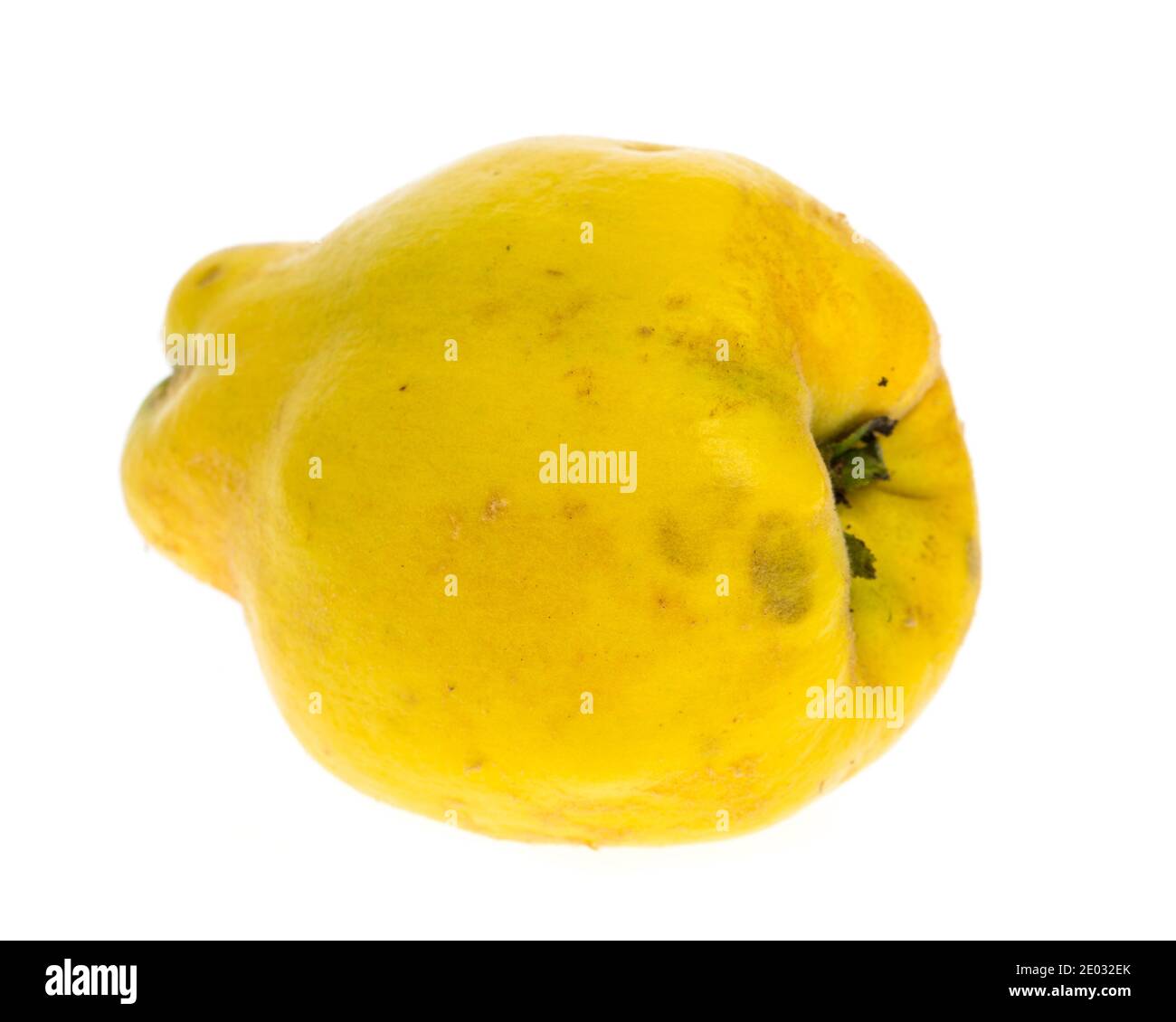 single Quince on a white background Stock Photo