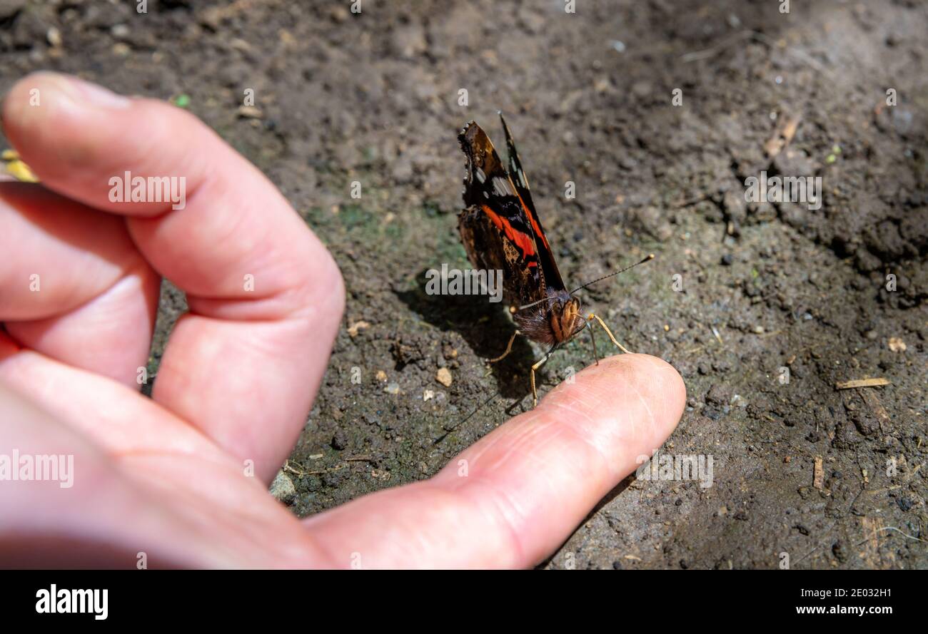butterfly on a woman's hand in a nature reserve Stock Photo