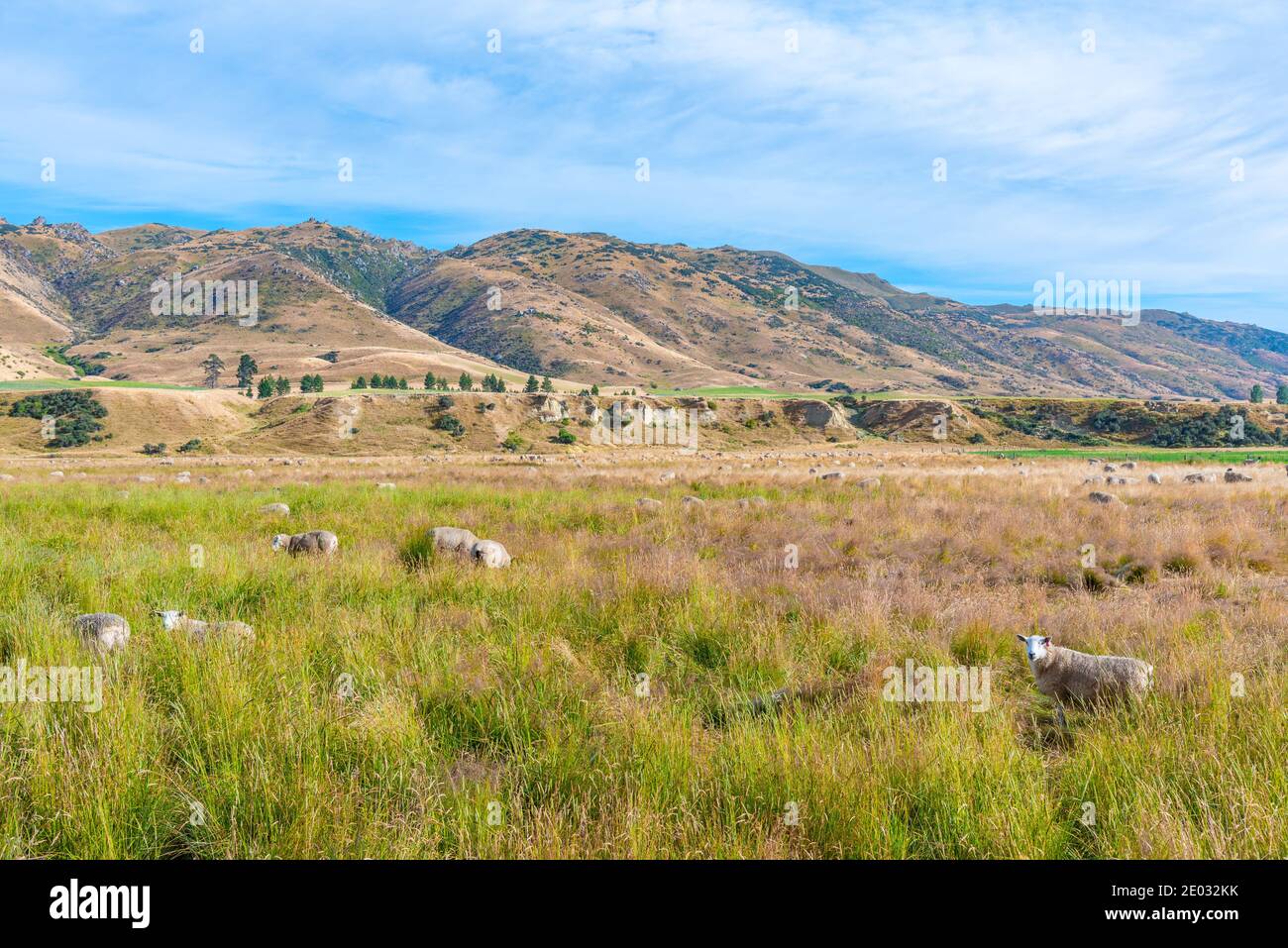 Sheep farm viewed from Central Otago Railway bicycle trail in New Zealand Stock Photo
