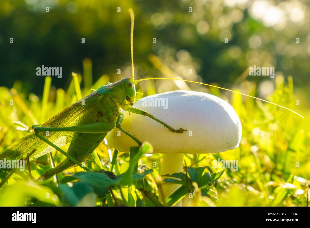 A green locust on a white mushroom in grass on a sunny day Stock Photo