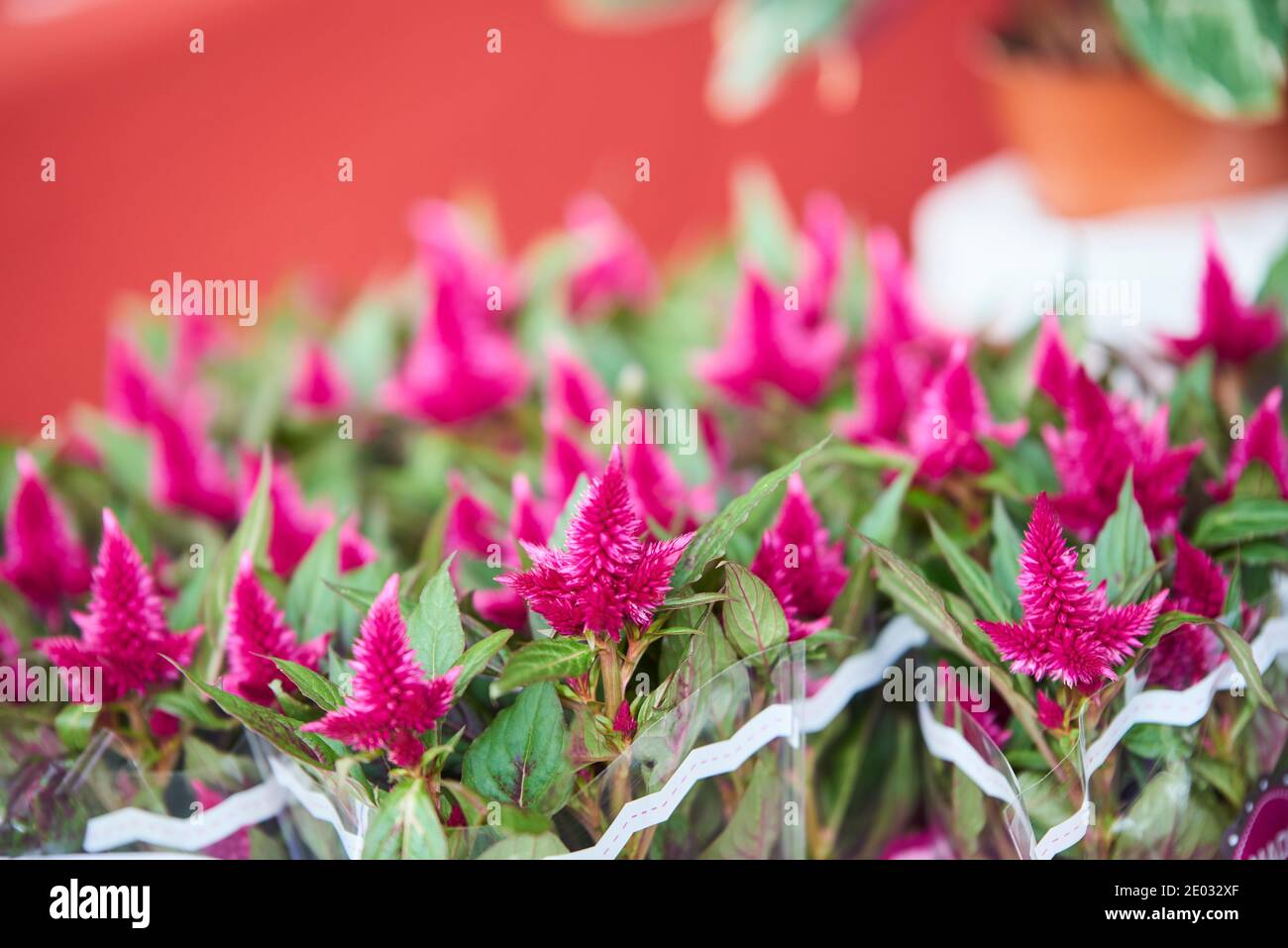 Celosia venezuela hi-res stock photography and images - Alamy