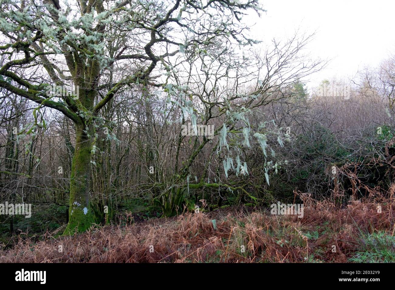 Usnea filipendula or dasopoga (dasypoga) growing on branches of an oak  tree in area of woodland in winter Carmarthenshire Wales UK 2020 KATHY DEWITT Stock Photo