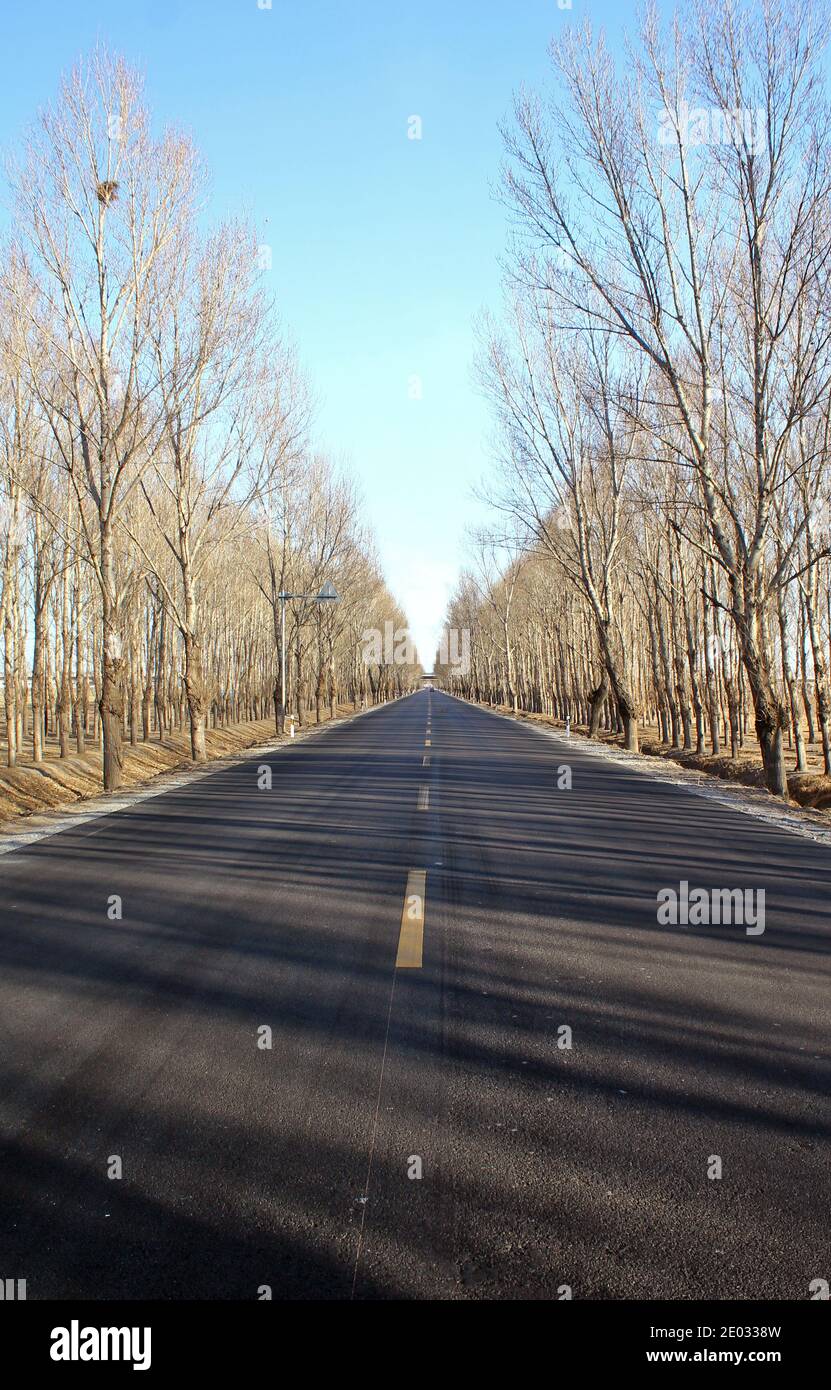 An empty asphalt road in countryside on winter sunny day, dry trees by the roadsides Stock Photo