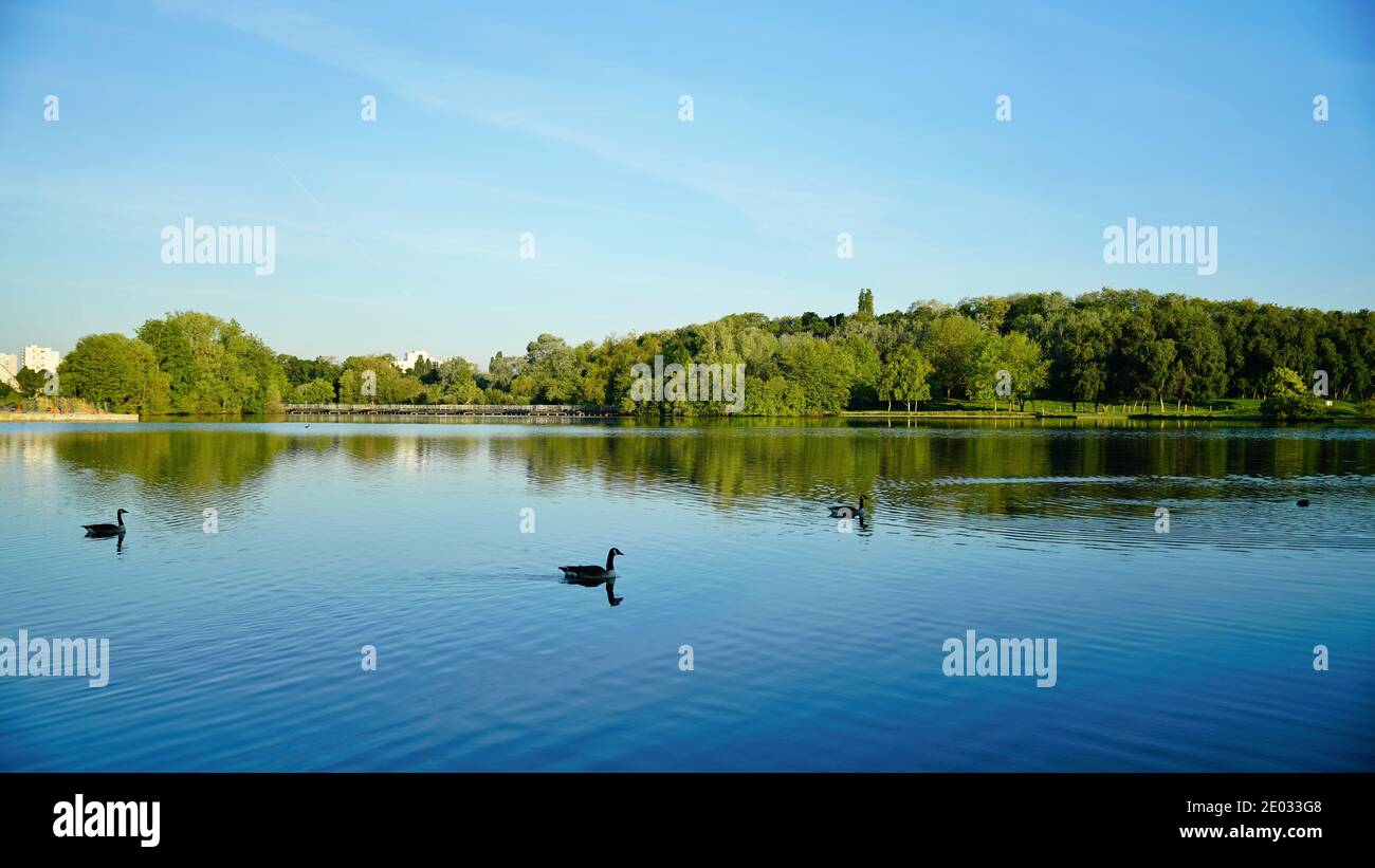 Several ducks swimming on the peaceful lake; green trees in the park reflecting on the water under blue sky Stock Photo