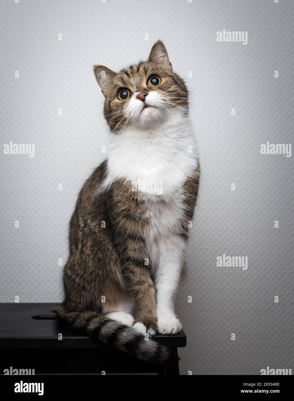tabby british shorthair cat sitting on a black stool in front of white wall Stock Photo