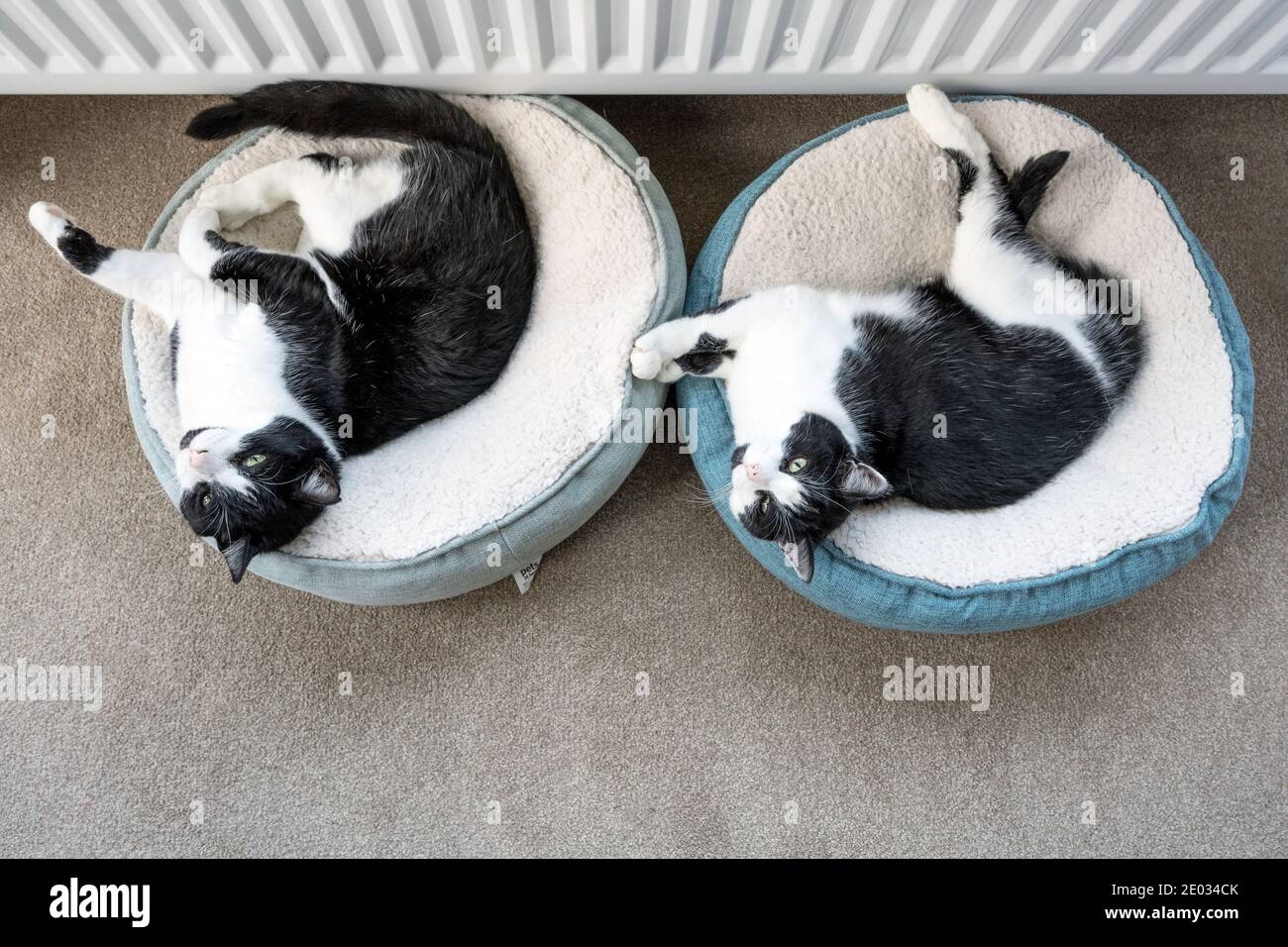 Two black and white cat on the bed at living room Stock Photo