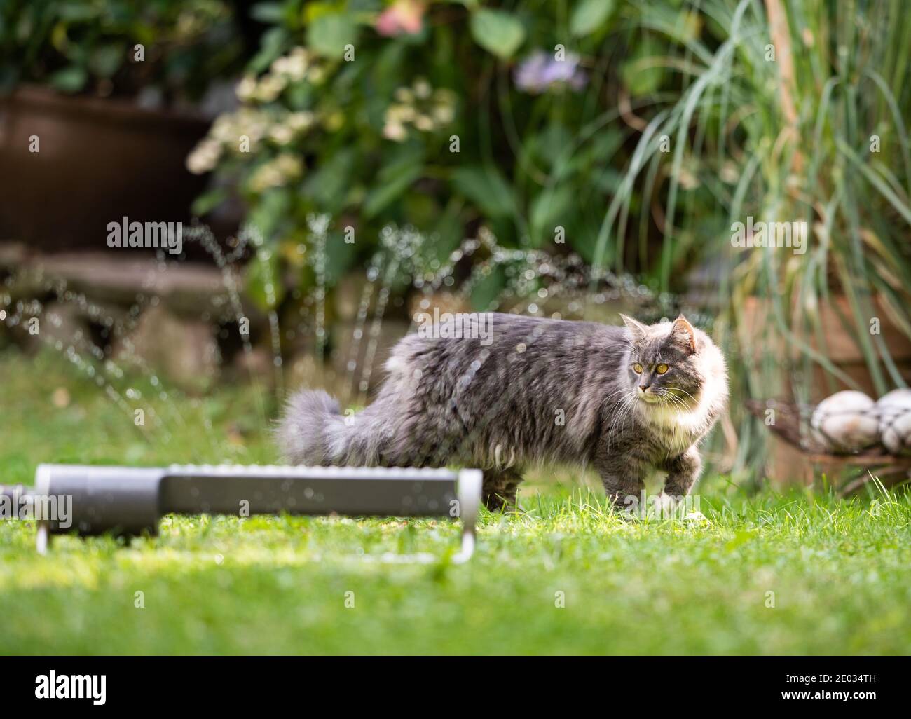 1 year old blue tabby maine coon cat walking on grass next to lawn