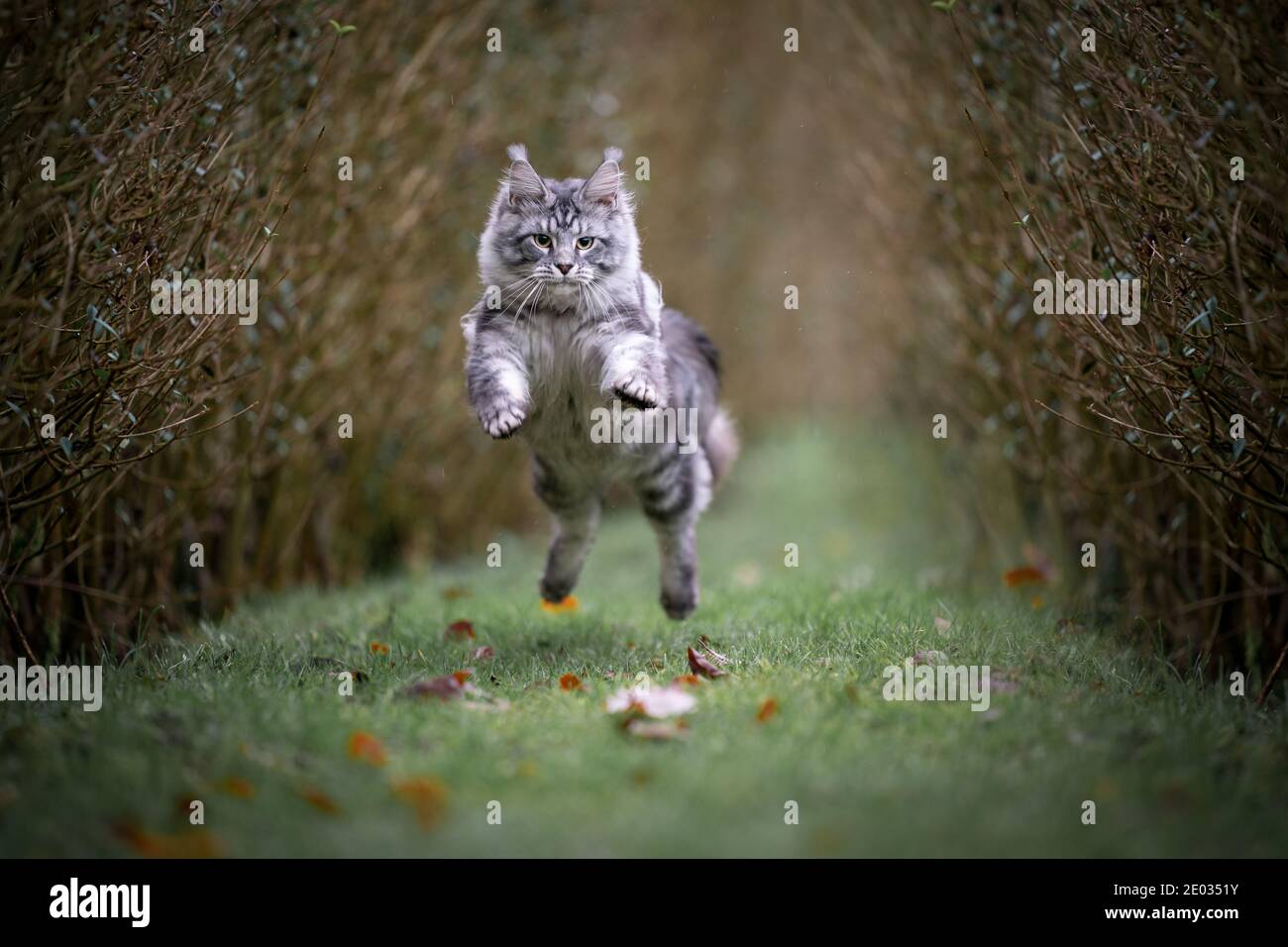 energetic silver tabby maine coon cat jumping in the air hunting