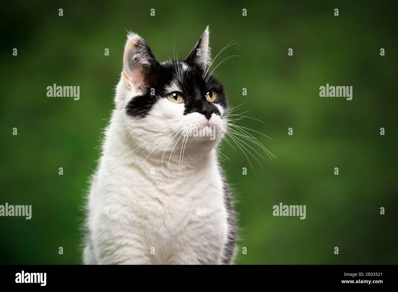 portrait of a black and white cat with beautiful pattern on face ...