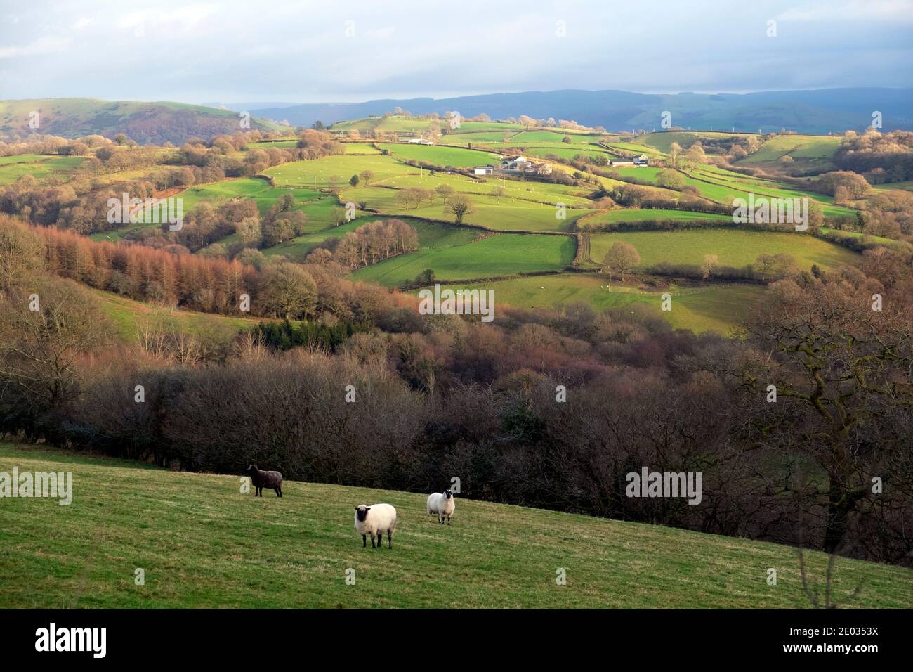 Welsh sheep in field landscape in winter December 2020 in Carmarthenshire Dyfed Wales UK    KATHY DEWITT Stock Photo