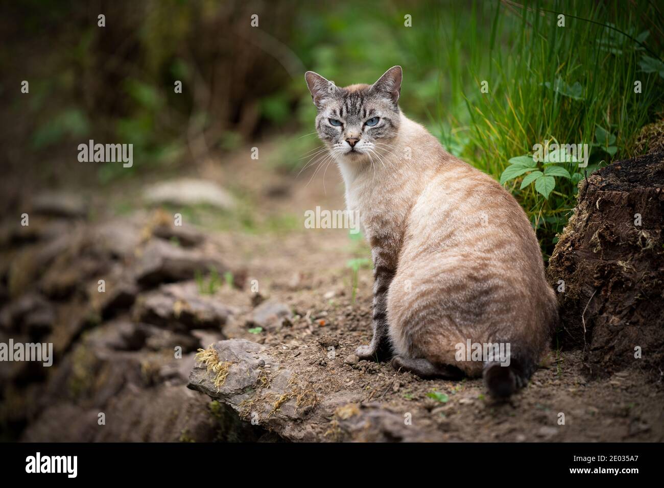 Tabby Cat With Blue Eyes High Resolution Stock Photography And Images Alamy