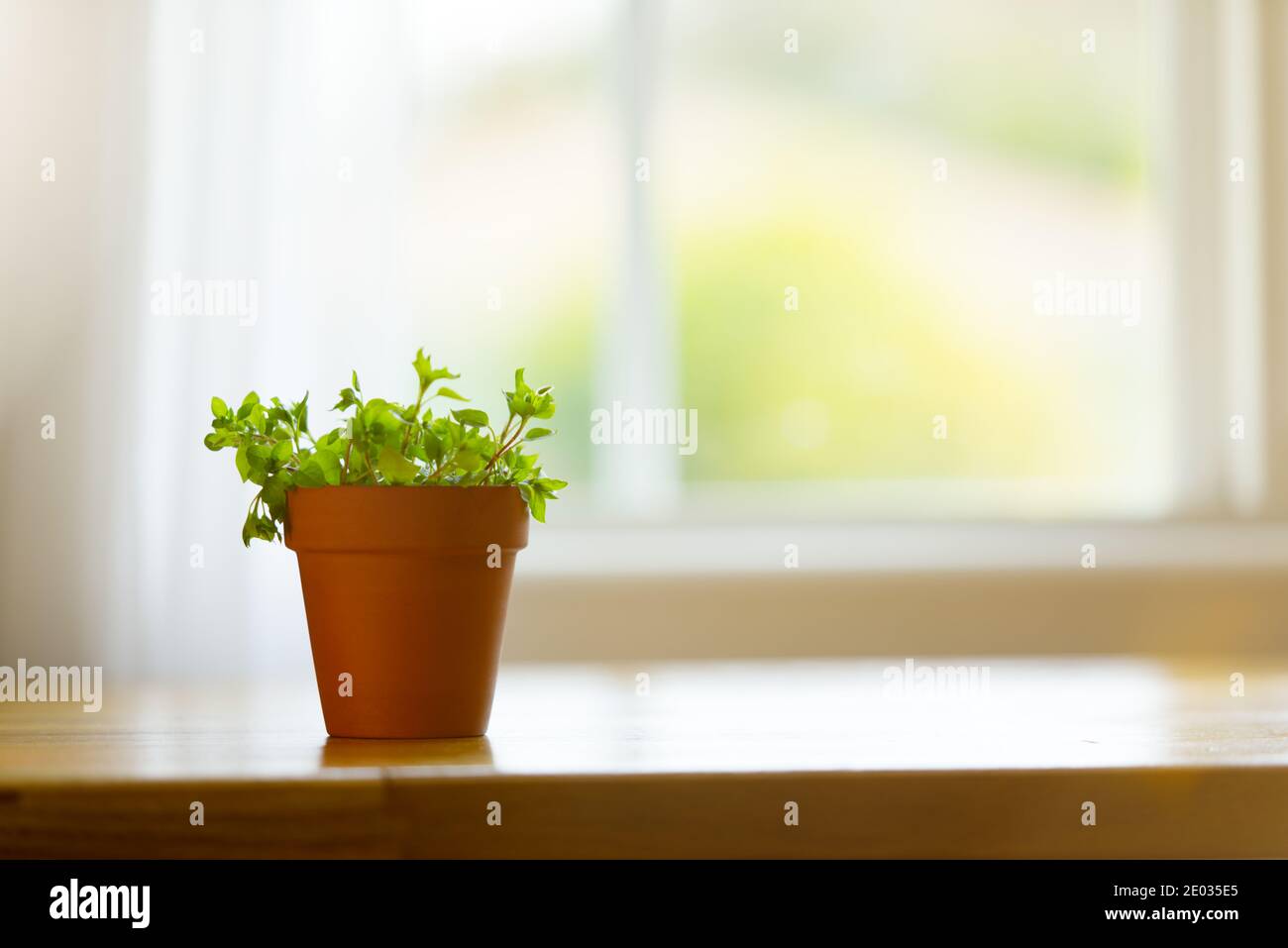 Baby sun rose on windowsill, interior potted plant, copy space, selective focus Stock Photo