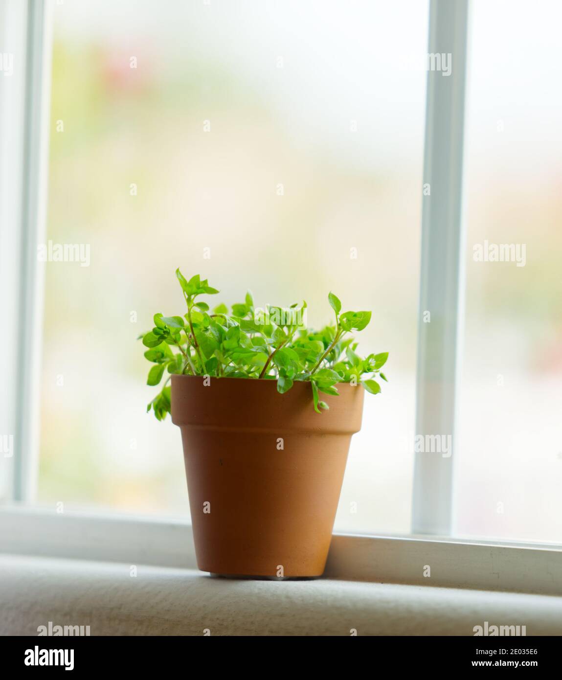 Baby sun rose on windowsill, interior green palnt, blurred background Stock Photo