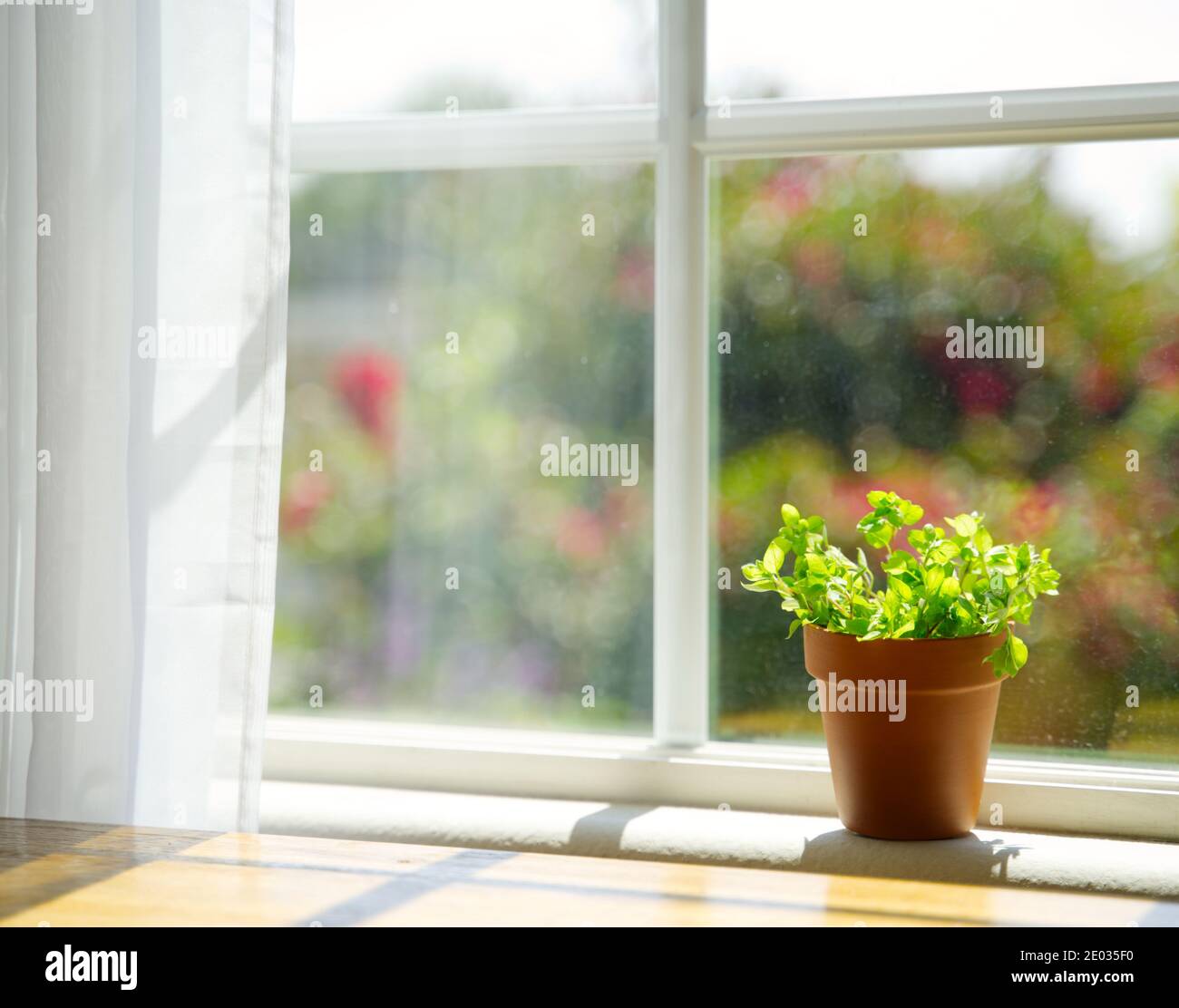 baby sun rose on windowsill, glowing and nature environment, still life Stock Photo