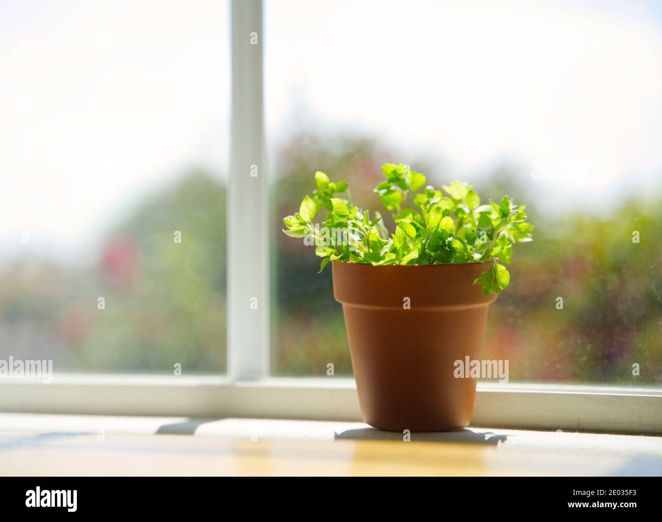 Baby sun rose under sunlight on windowsill, nature environment background Stock Photo