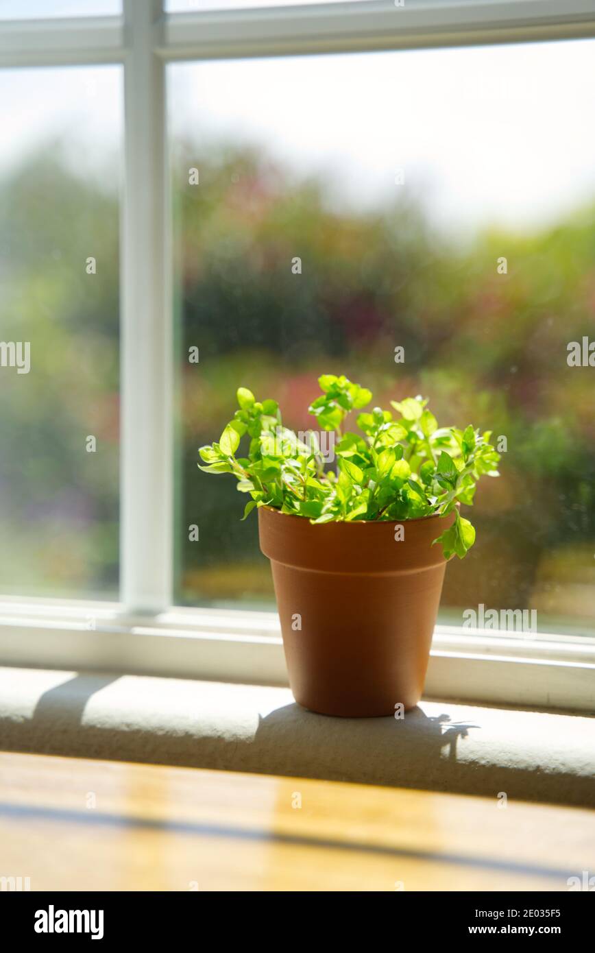 Potted plant under sunlight before window, baby sun rose on natural background Stock Photo