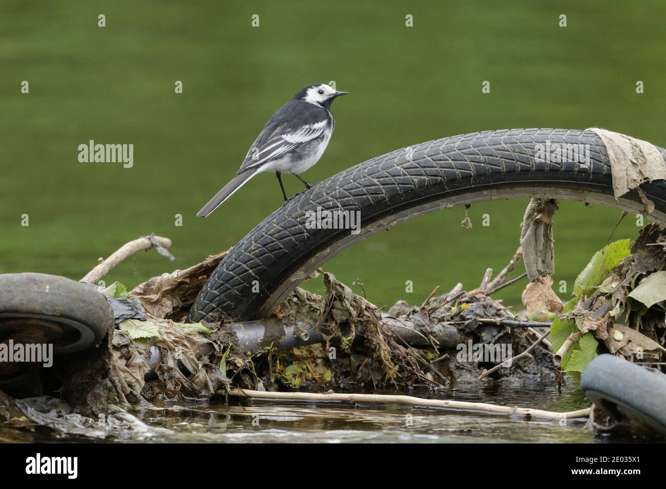 Pied wagtail (Motacilla alba) perched on bicycle wheel,  River Mersey, Greater Manchester, UK Stock Photo