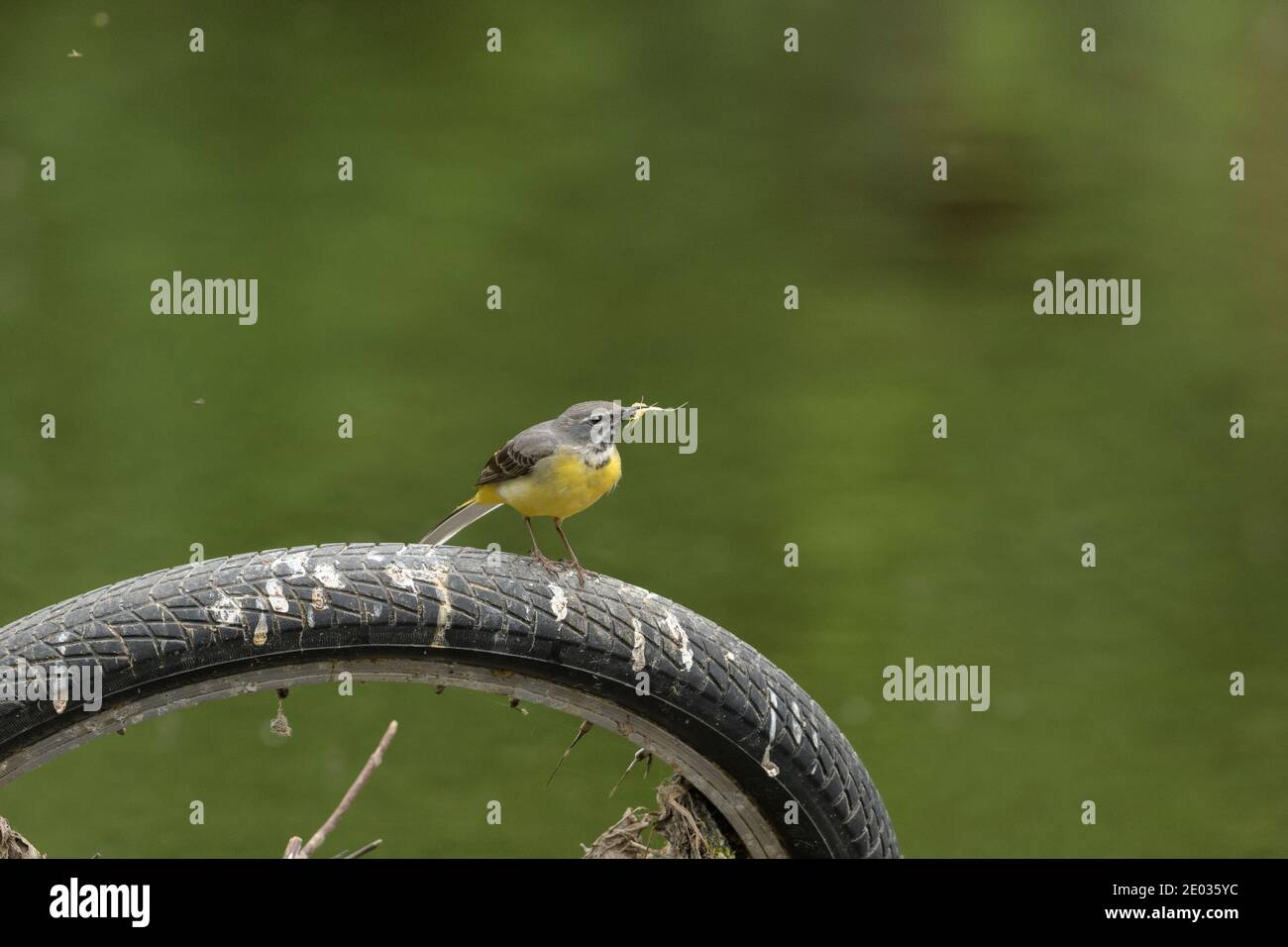 Grey wagtail (Motacilla cinerea) with mayflies for chicks, River Mersey, Greater Manchester, UK Stock Photo