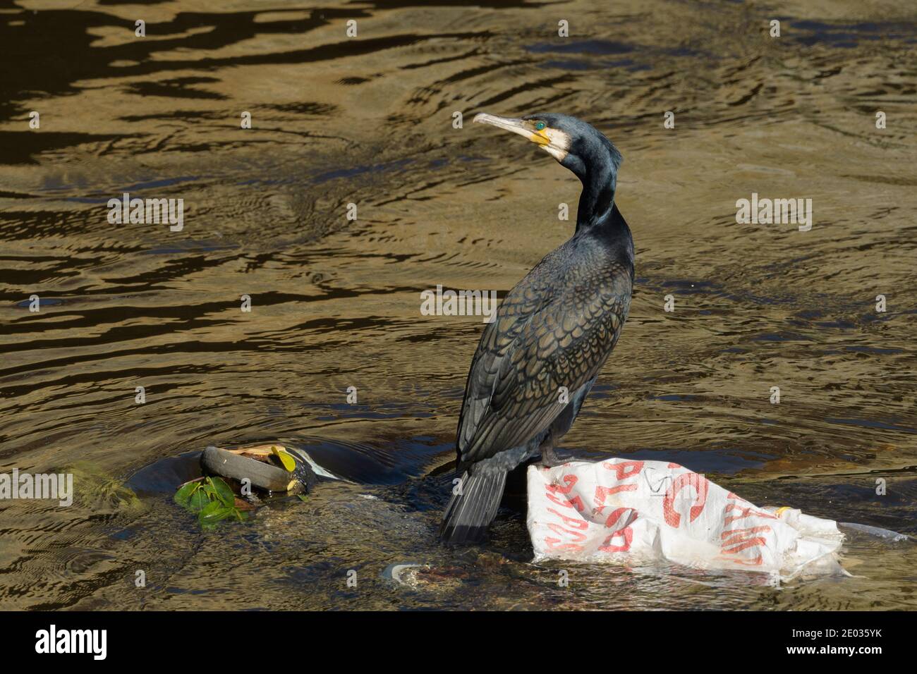 Cormorant (Phalacrocorax carbo) perched on plastic bag, River Mersey, Greater Manchester, UK Stock Photo