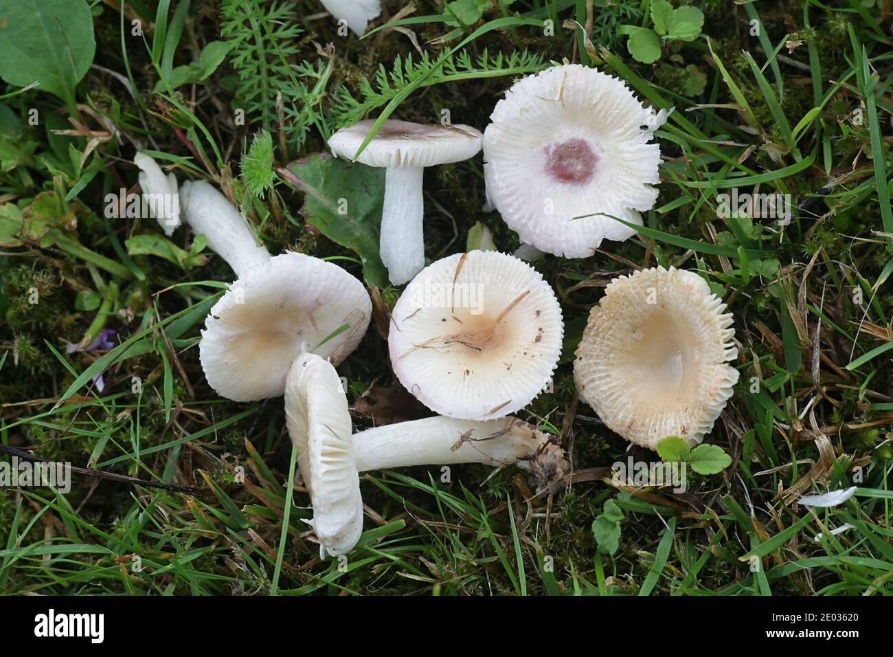 Russula betularum, commonly known as the birch brittlegill, wild mushroom from Finland Stock Photo