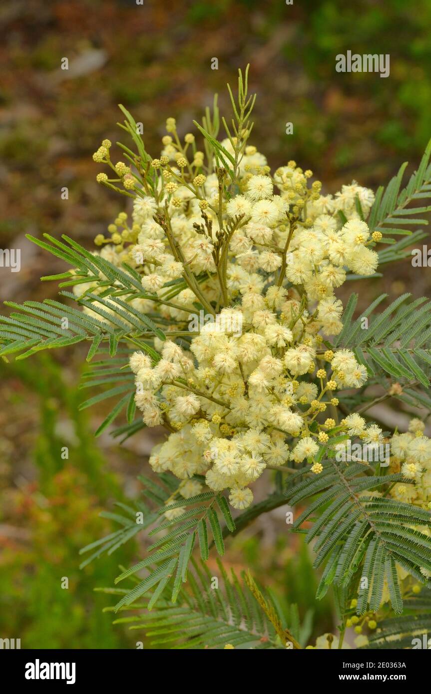 Black Wattle Acacia mearnsii Mimosaceae Photographed in Tasmania, Australia Stock Photo